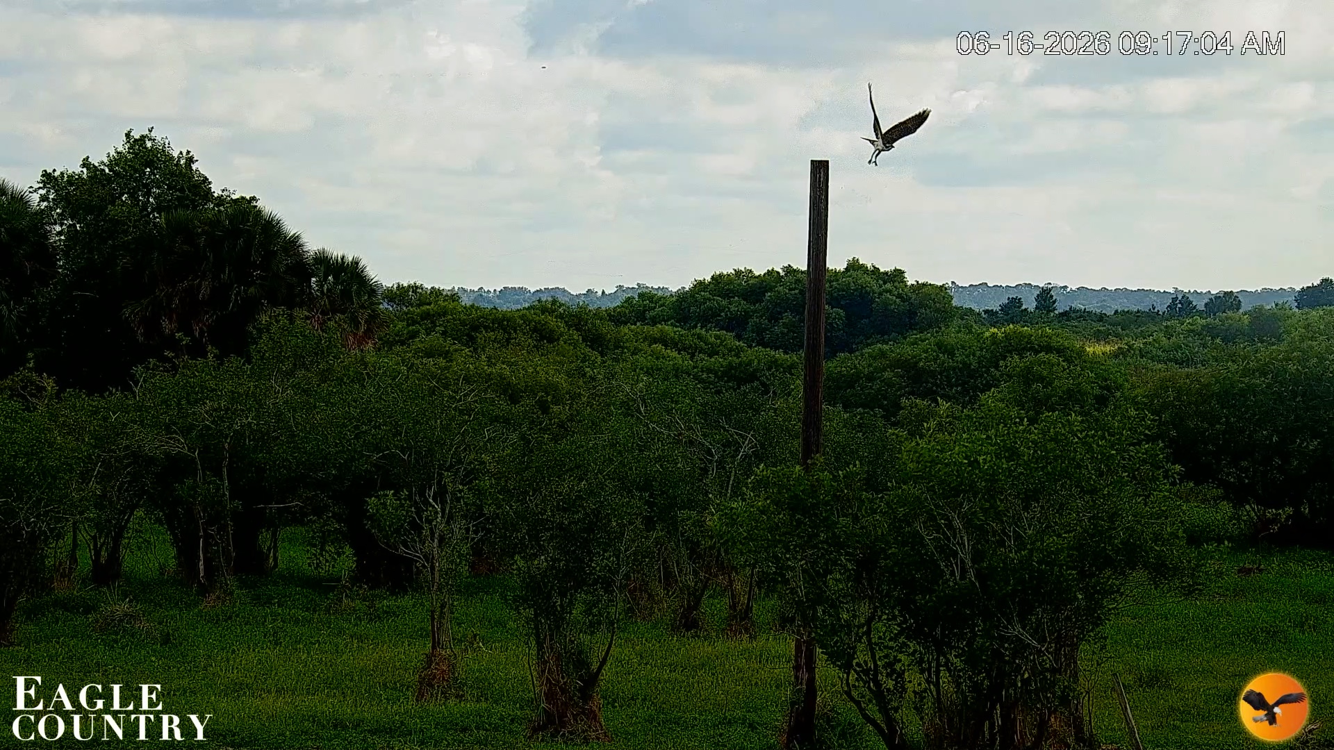 Snapshot of Southwest Florida River Wildlife Live Cams taken Jun 16, 2026, 9:18am EDT