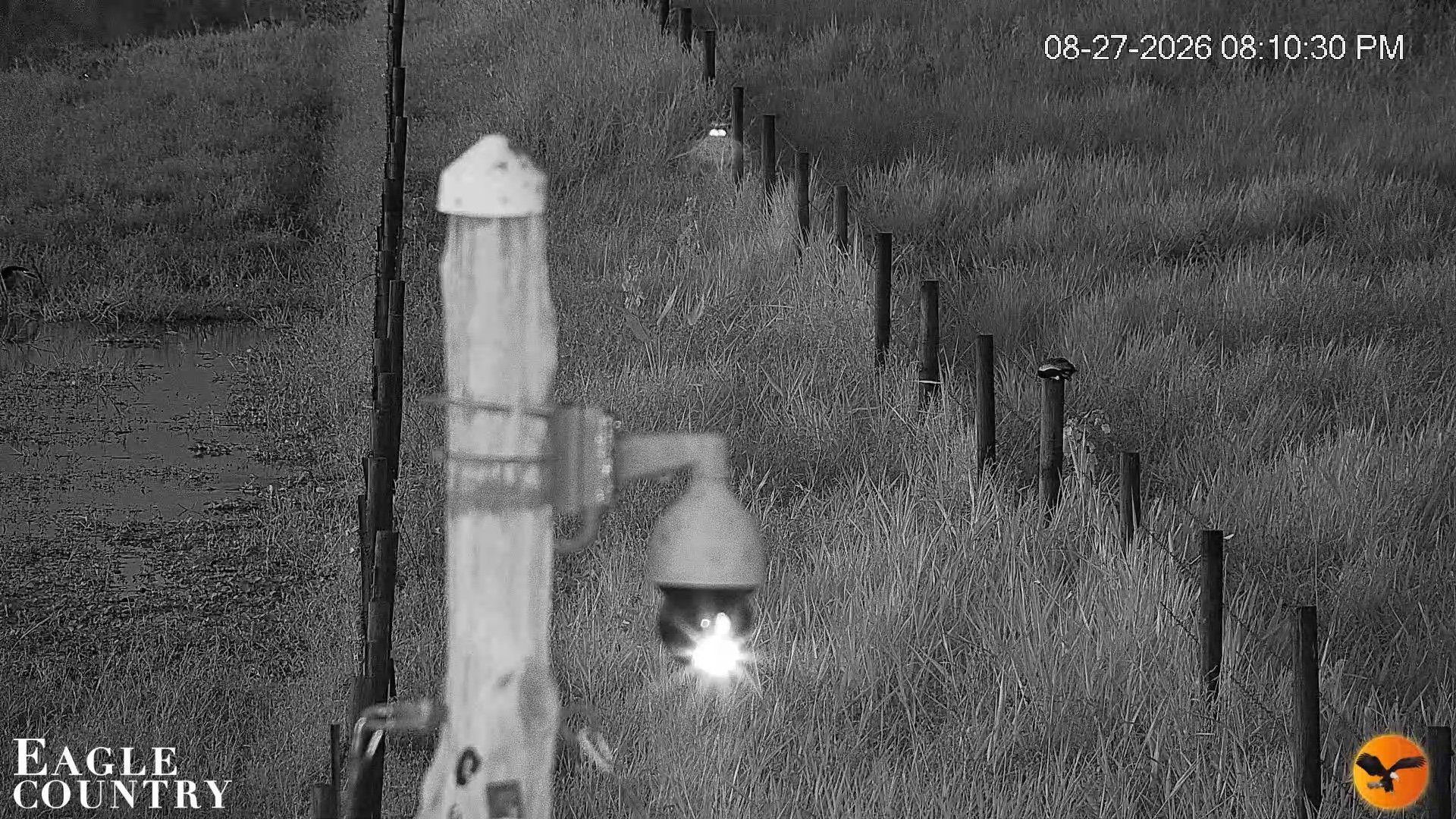 Snapshot of Southwest Florida River Wildlife Live Cams taken Aug 27, 2026, 8:33pm EDT