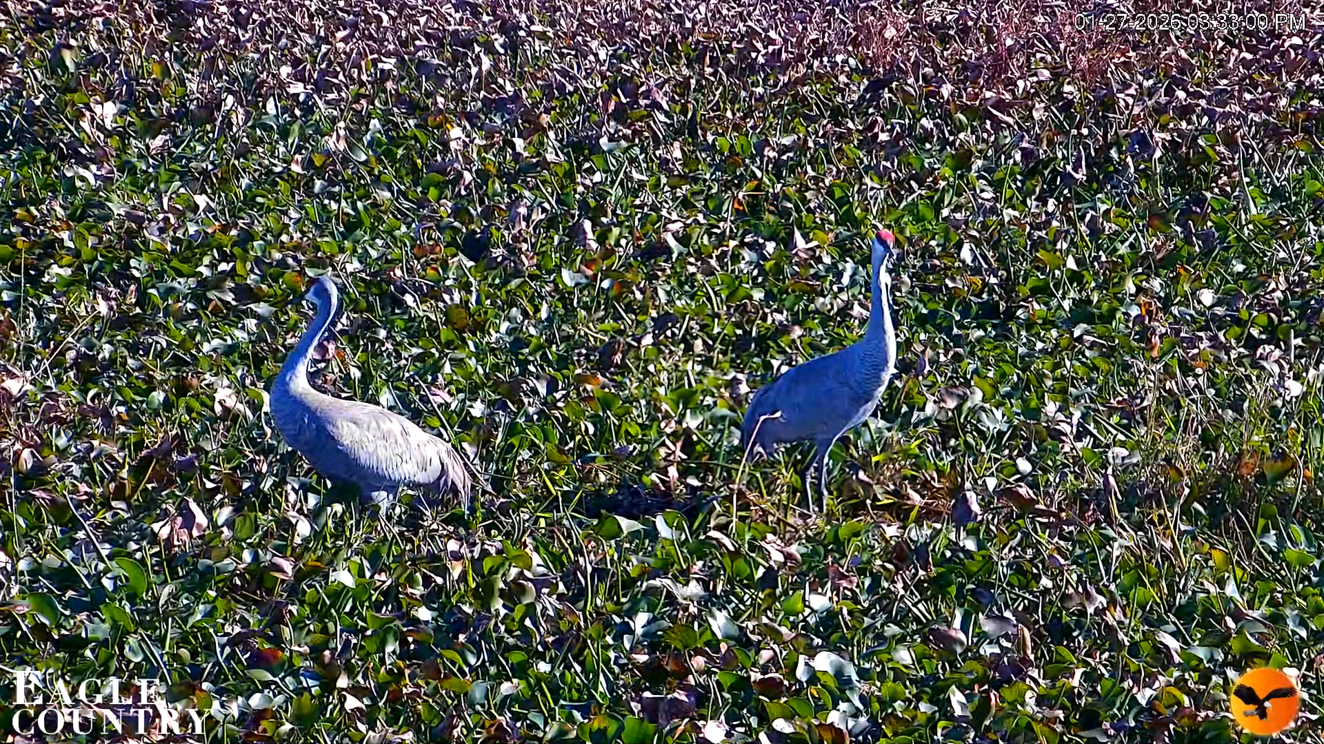 Snapshot of Southwest Florida River Wildlife Live Cams taken Jan 27, 2026, 3:34pm EST