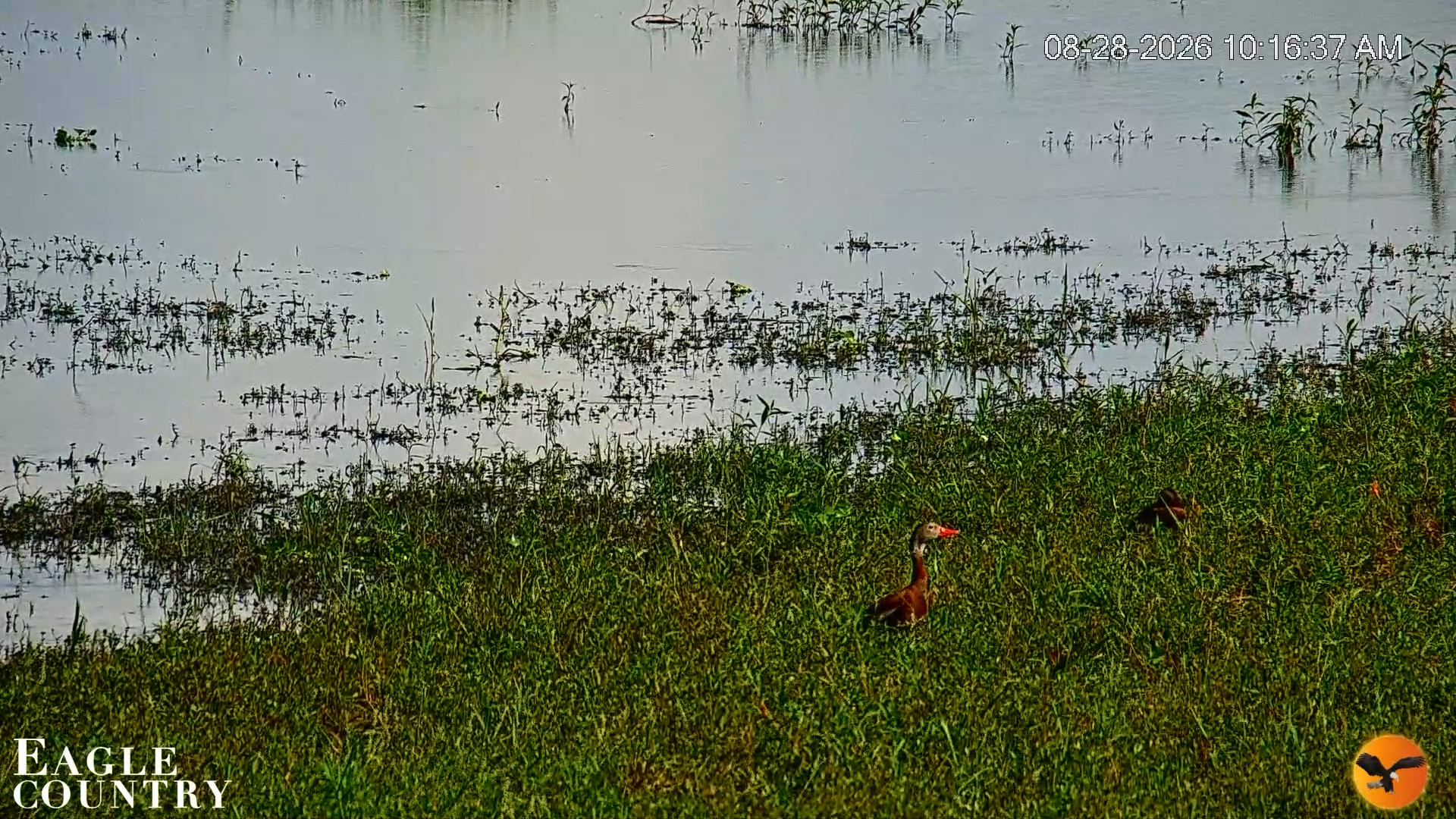 Snapshot of Southwest Florida River Wildlife Live Cams taken Aug 28, 2026, 10:17am EDT