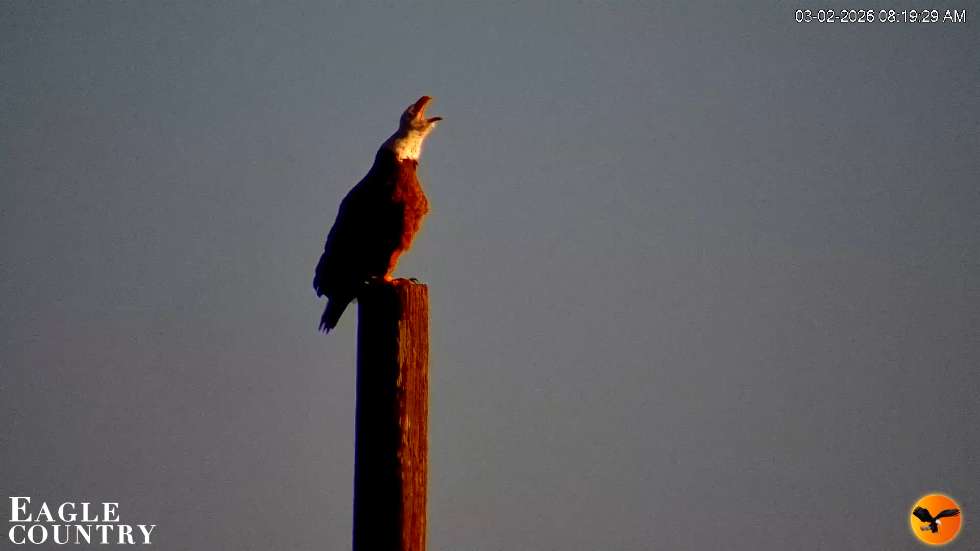 Snapshot of Southwest Florida River Wildlife Live Cams taken Mar 2, 2026, 8:20am EST