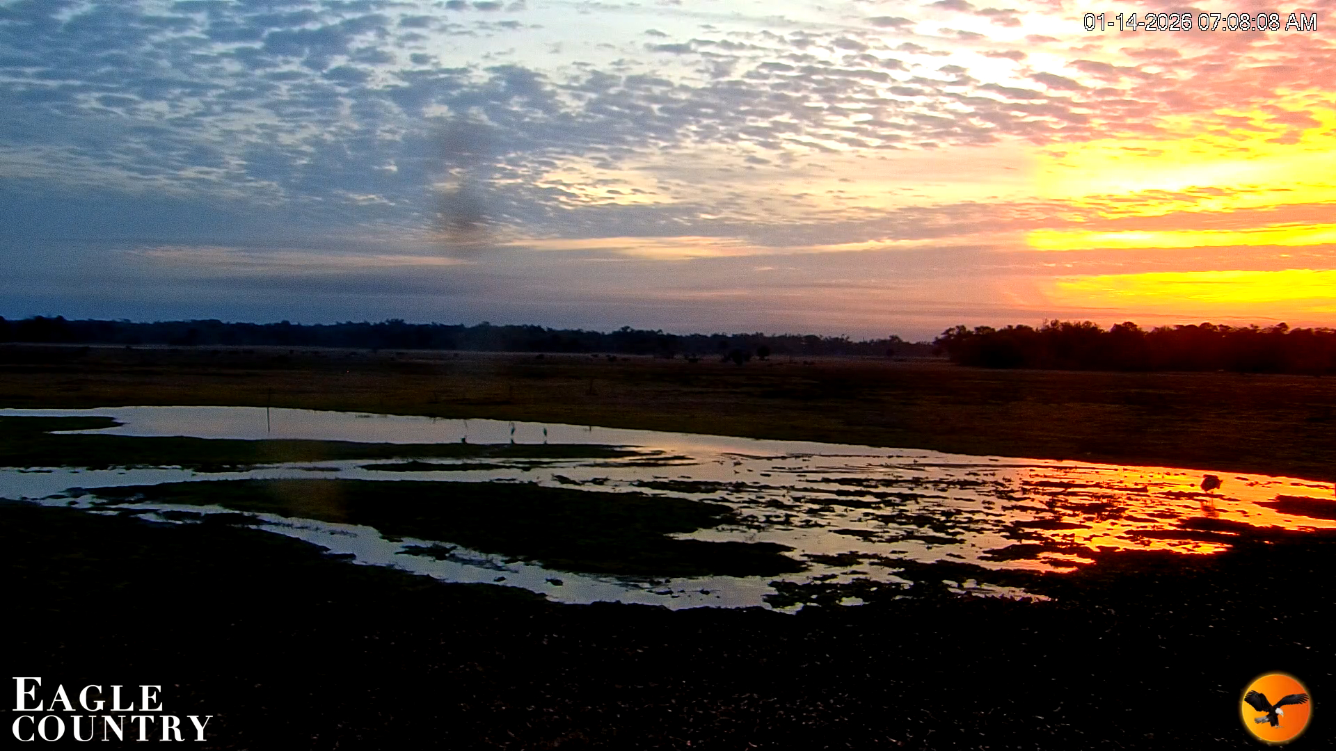 Snapshot of Southwest Florida River Wildlife Live Cams taken Jan 14, 2026, 7:09am EST