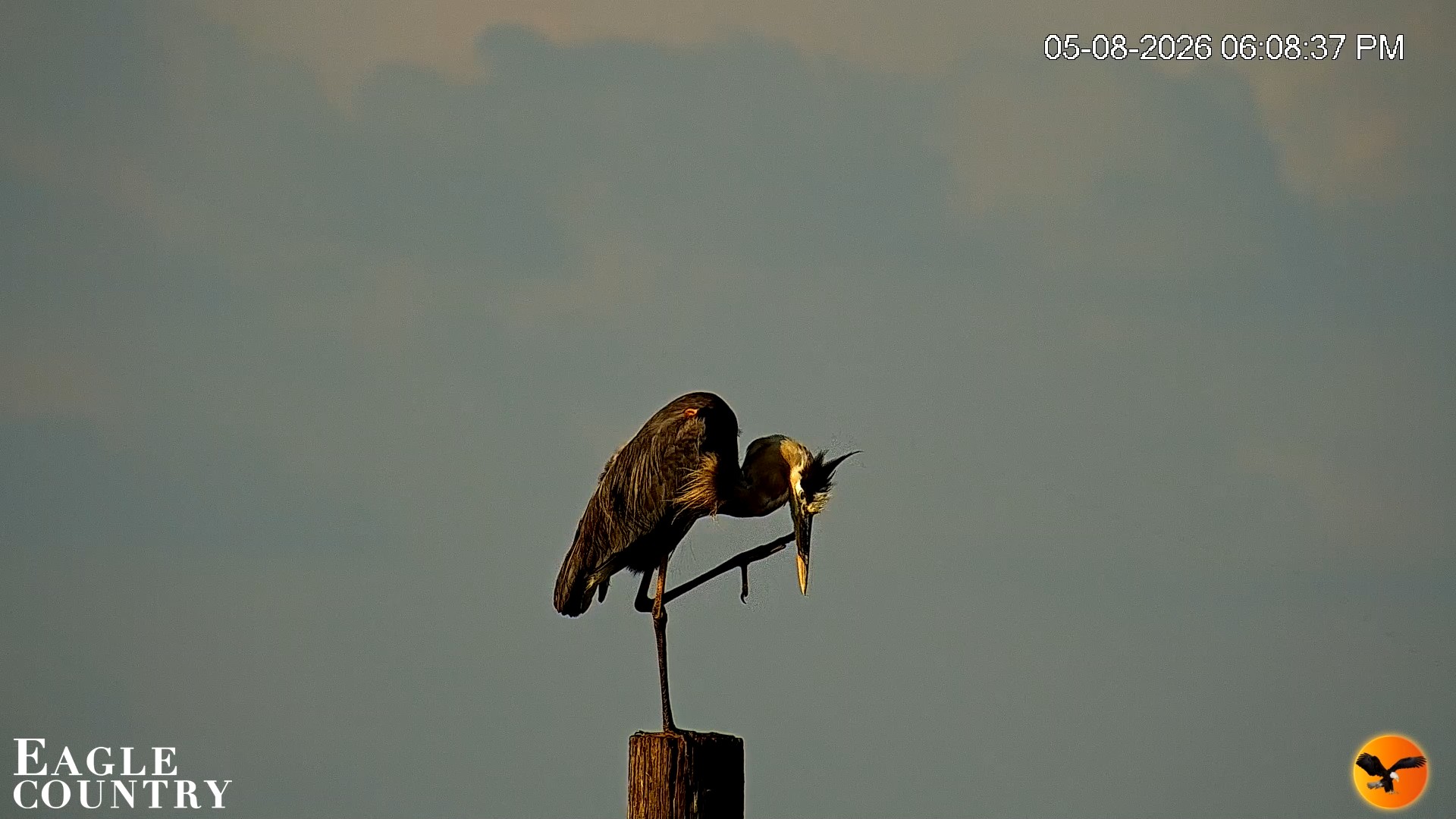 Snapshot of Southwest Florida River Wildlife Live Cams taken May 8, 2026, 6:09pm EDT
