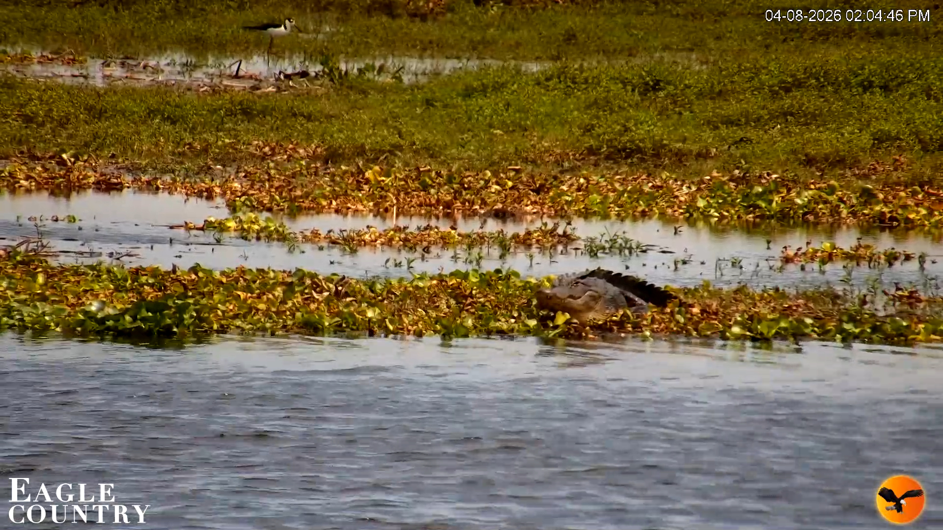 Snapshot of Southwest Florida River Wildlife Live Cams taken Apr 8, 2026, 2:05pm EDT