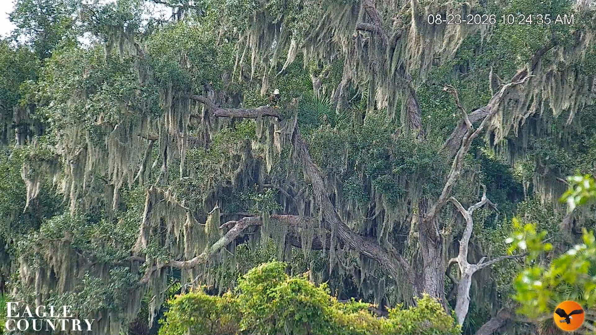 Snapshot of Southwest Florida River Wildlife Live Cams taken Aug 23, 2026, 10:25am EDT