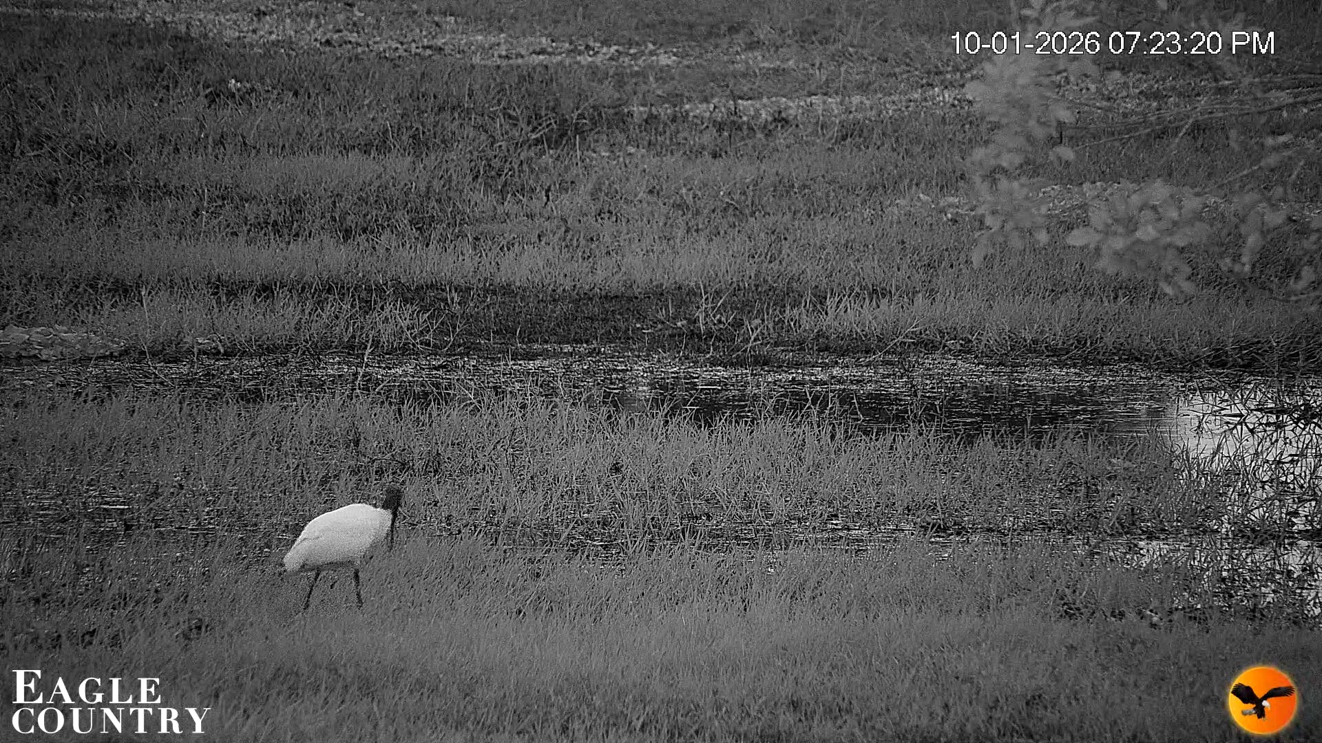 Snapshot of Southwest Florida River Wildlife Live Cams taken Oct 1, 2026, 7:23pm EDT
