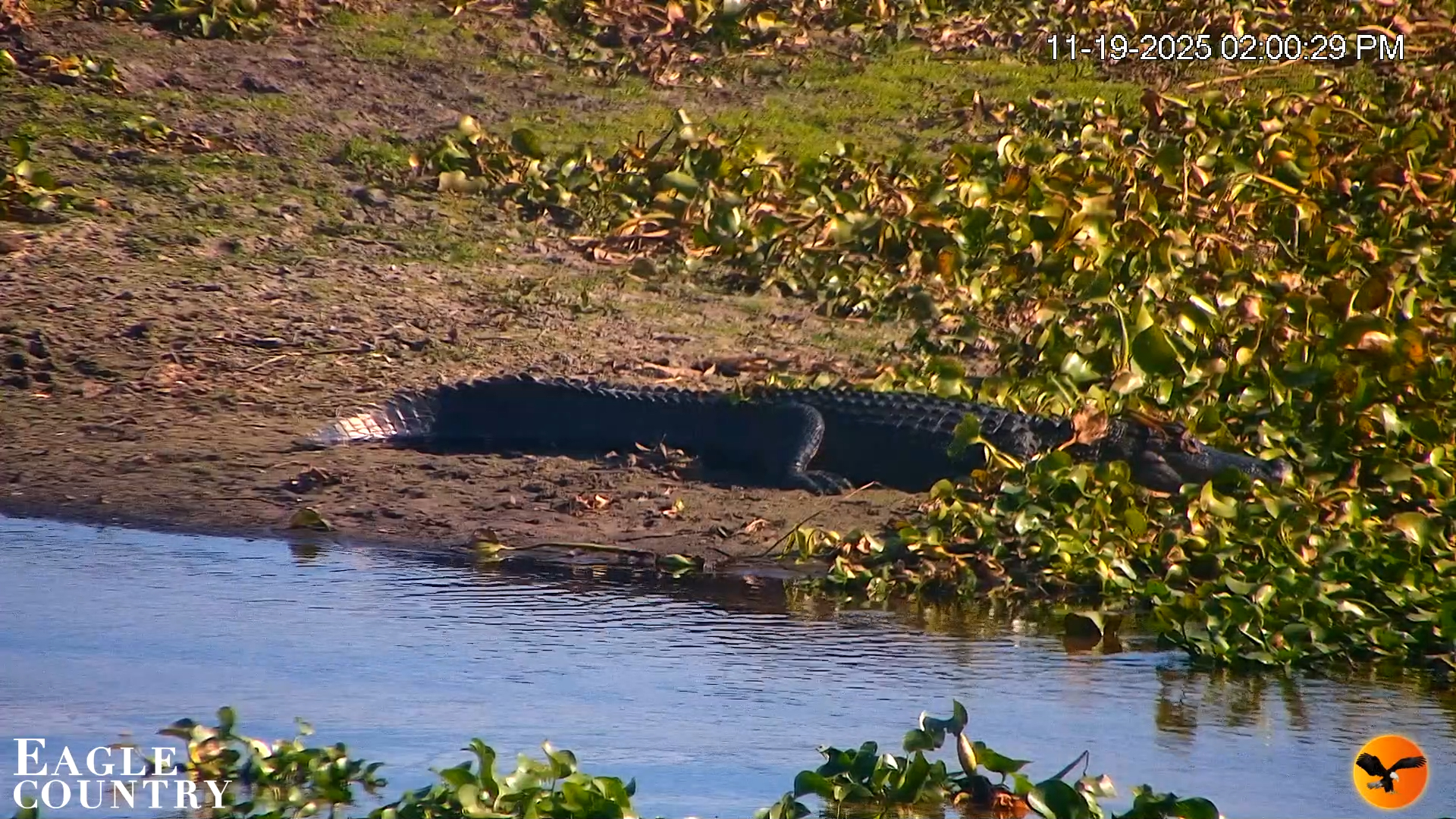 Snapshot of Southwest Florida River Wildlife Live Cams taken Nov 19, 2025, 4:42pm EST