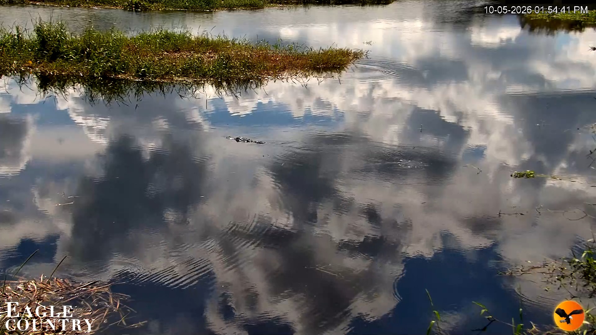 Snapshot of Southwest Florida River Wildlife Live Cams taken Oct 5, 2026, 1:54pm EDT