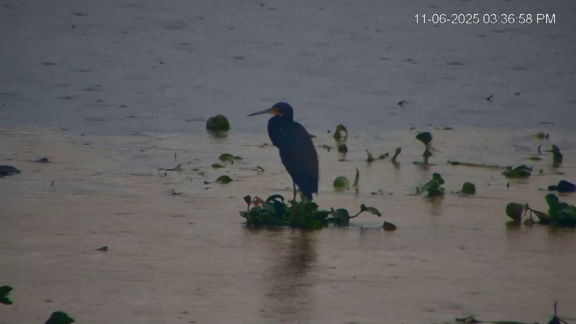 Snapshot of Southwest Florida River Wildlife Live Cams taken Nov 6, 2025, 3:38pm EST