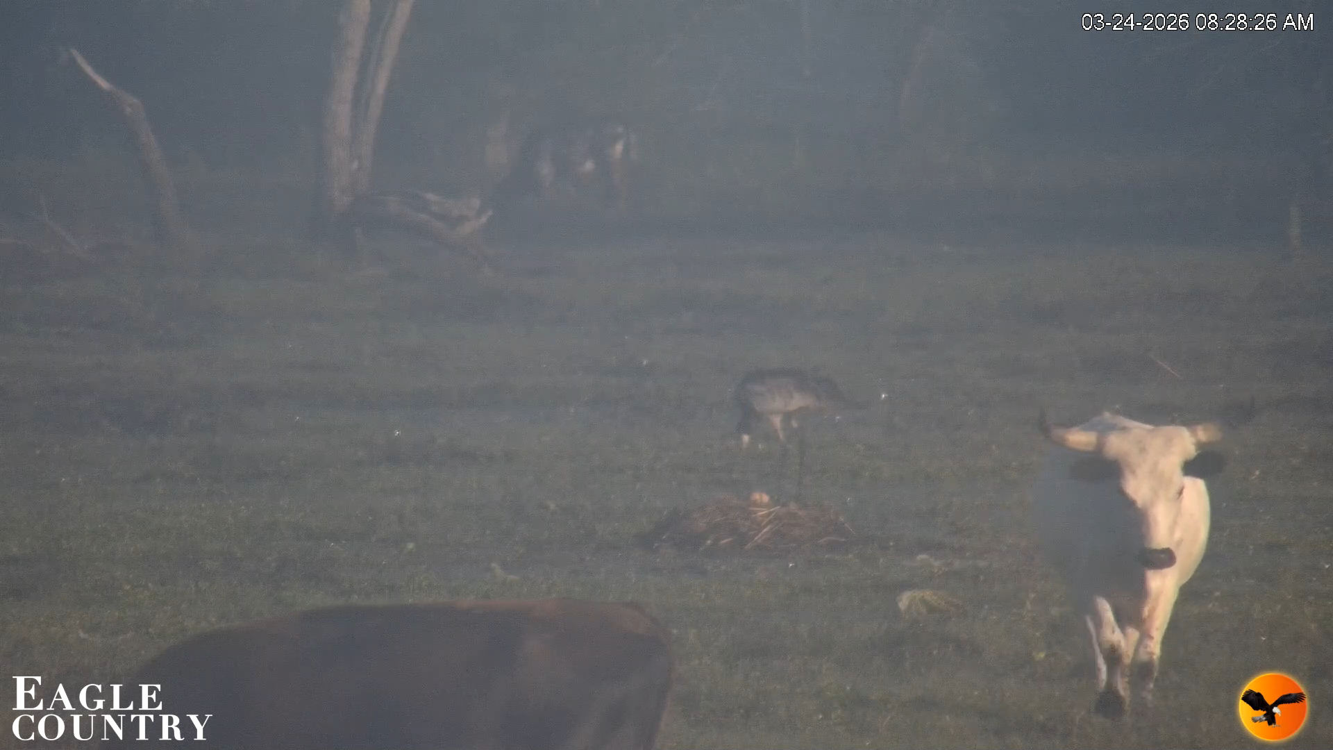 Snapshot of Southwest Florida River Wildlife Live Cams taken Mar 24, 2026, 8:29am EDT