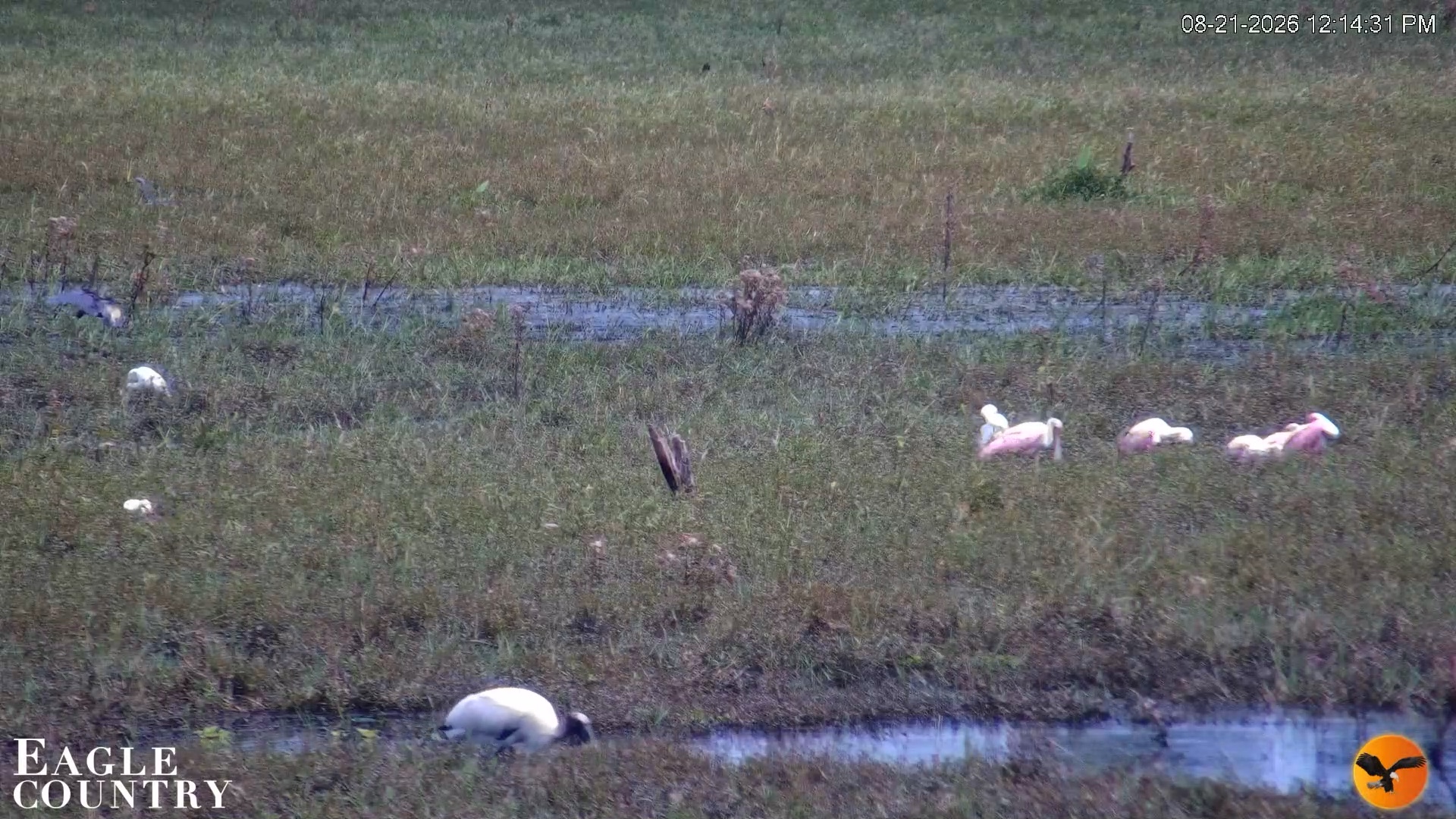 Snapshot of Southwest Florida River Wildlife Live Cams taken Aug 21, 2026, 12:14pm EDT