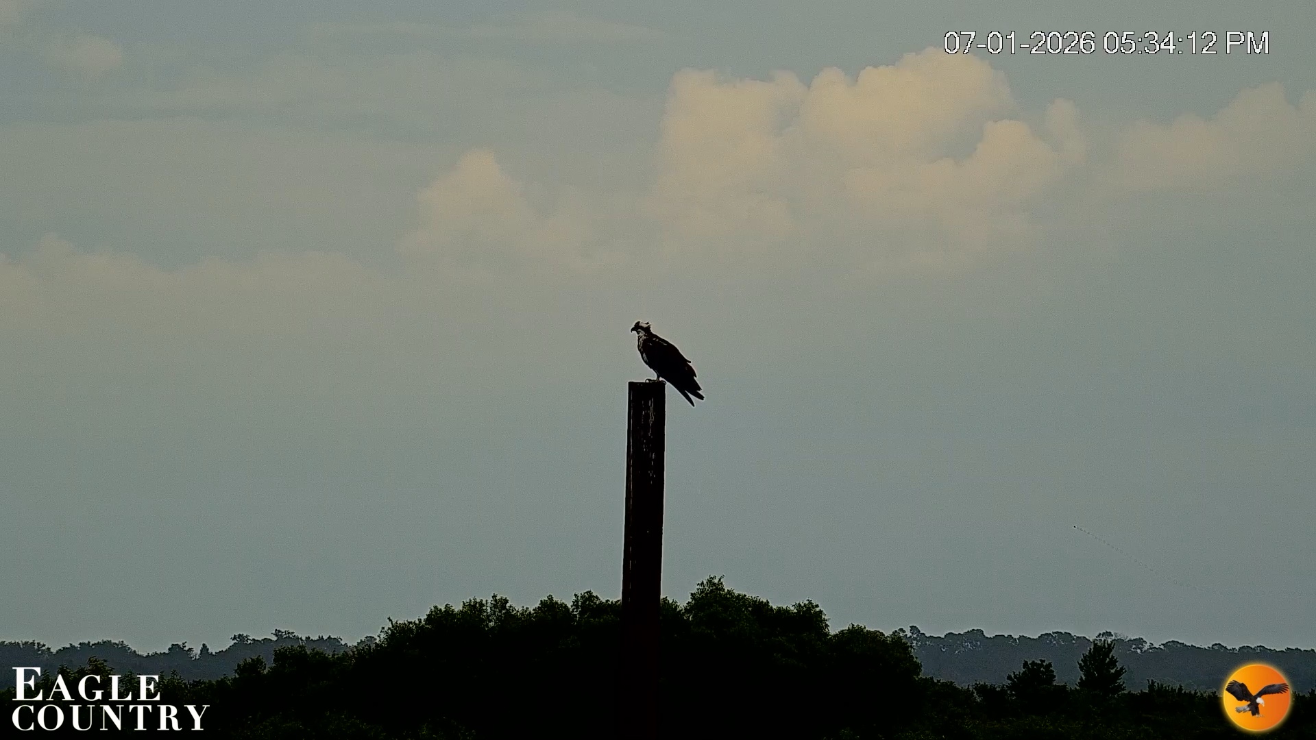 Snapshot of Southwest Florida River Wildlife Live Cams taken Jul 1, 2026, 5:35pm EDT