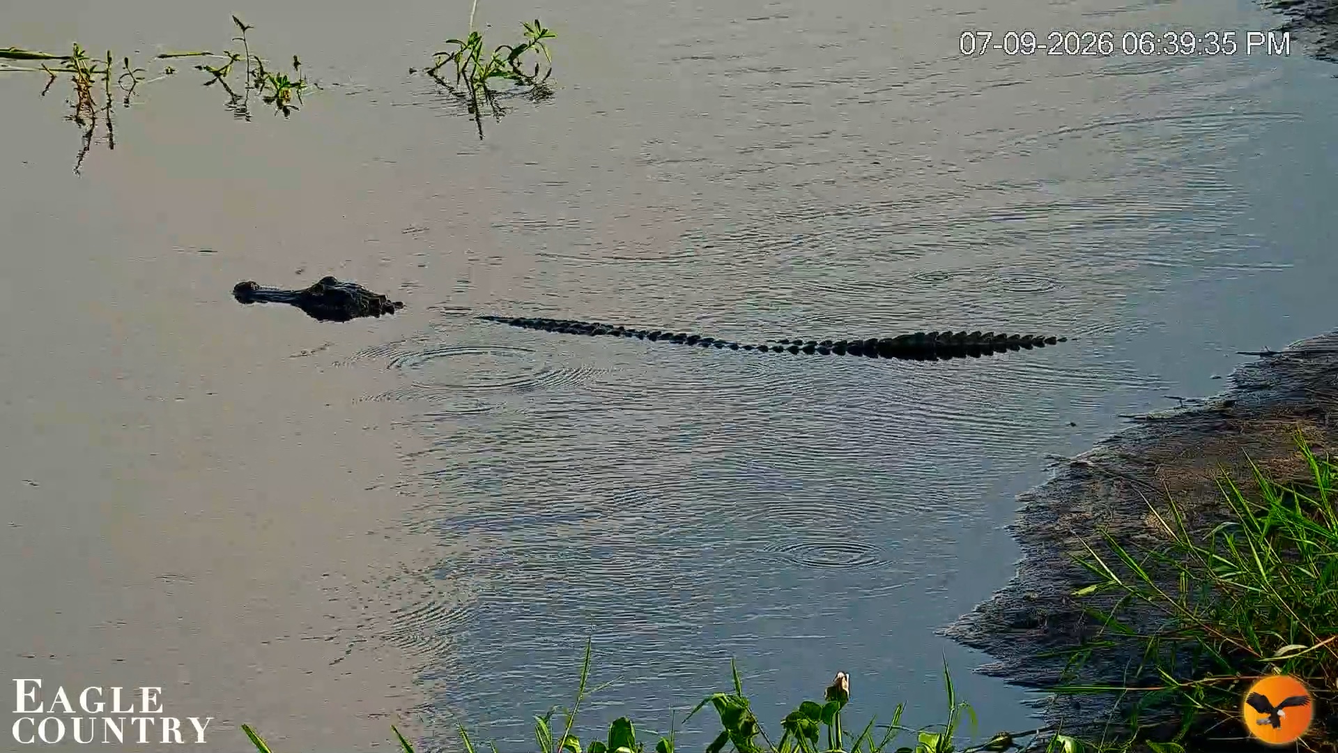Snapshot of Southwest Florida River Wildlife Live Cams taken Jul 9, 2026, 8:07pm EDT