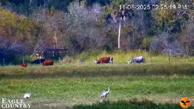 Snapshot of Southwest Florida River Wildlife Live Cams taken Nov 8, 2025, 2:26pm EST