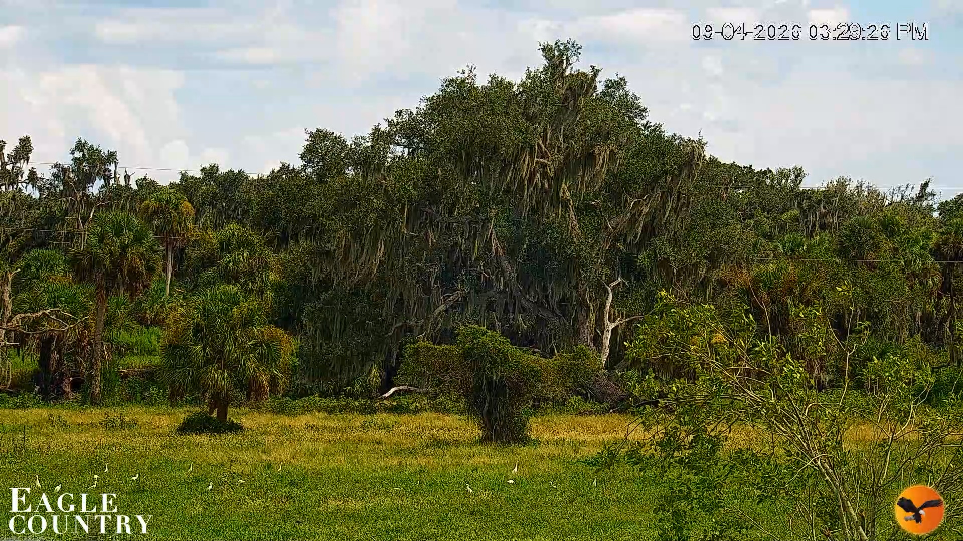 Snapshot of Southwest Florida River Wildlife Live Cams taken Sep 4, 2026, 3:30pm EDT