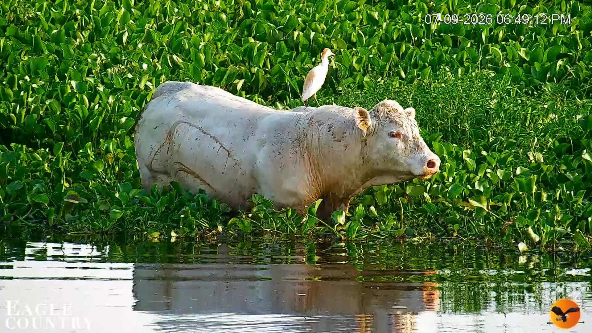 Snapshot of Southwest Florida River Wildlife Live Cams taken Jul 9, 2026, 7:44pm EDT