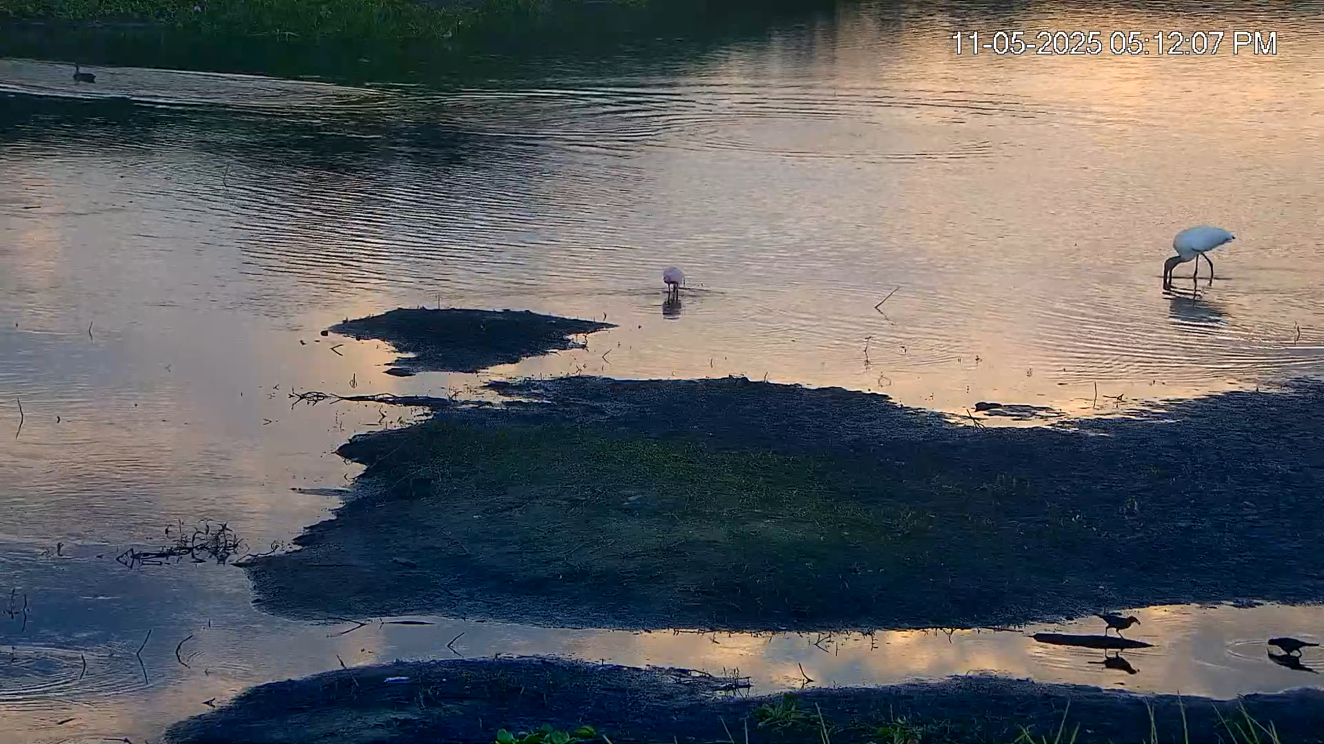 Snapshot of Southwest Florida River Wildlife Live Cams taken Nov 5, 2025, 5:13pm EST