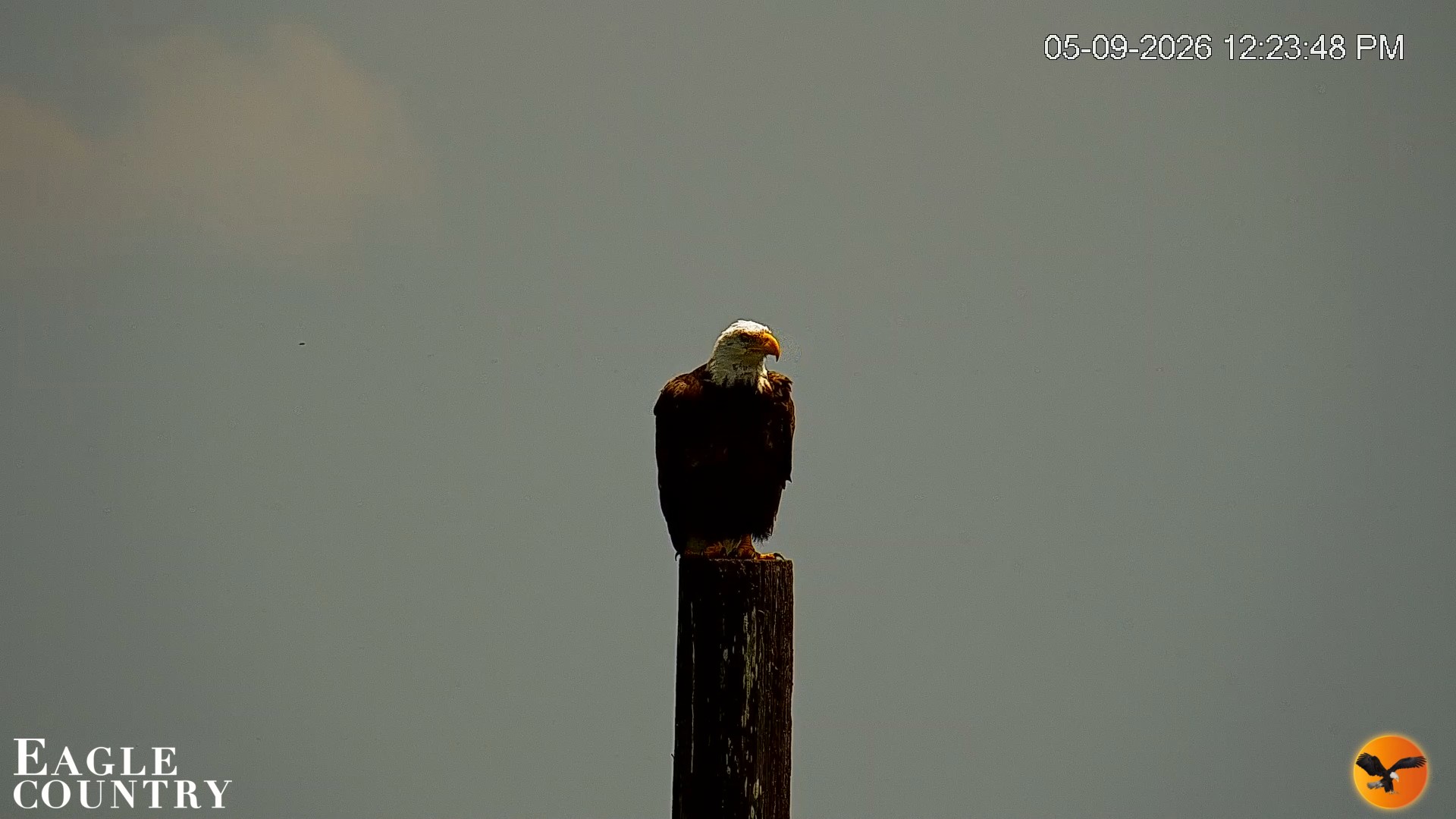 Snapshot of Southwest Florida River Wildlife Live Cams taken May 9, 2026, 12:24pm EDT