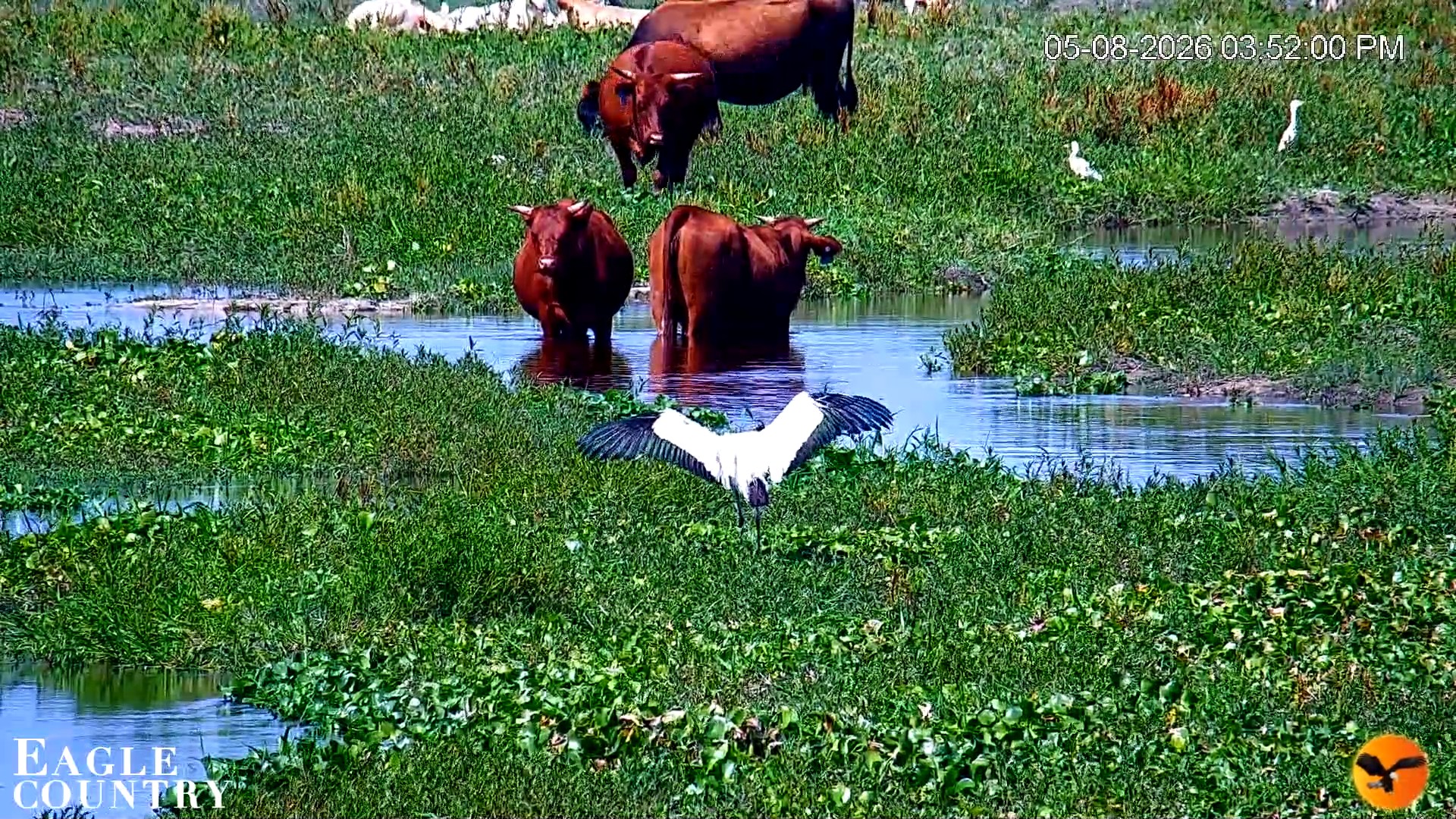 Snapshot of Southwest Florida River Wildlife Live Cams taken May 8, 2026, 3:52pm EDT