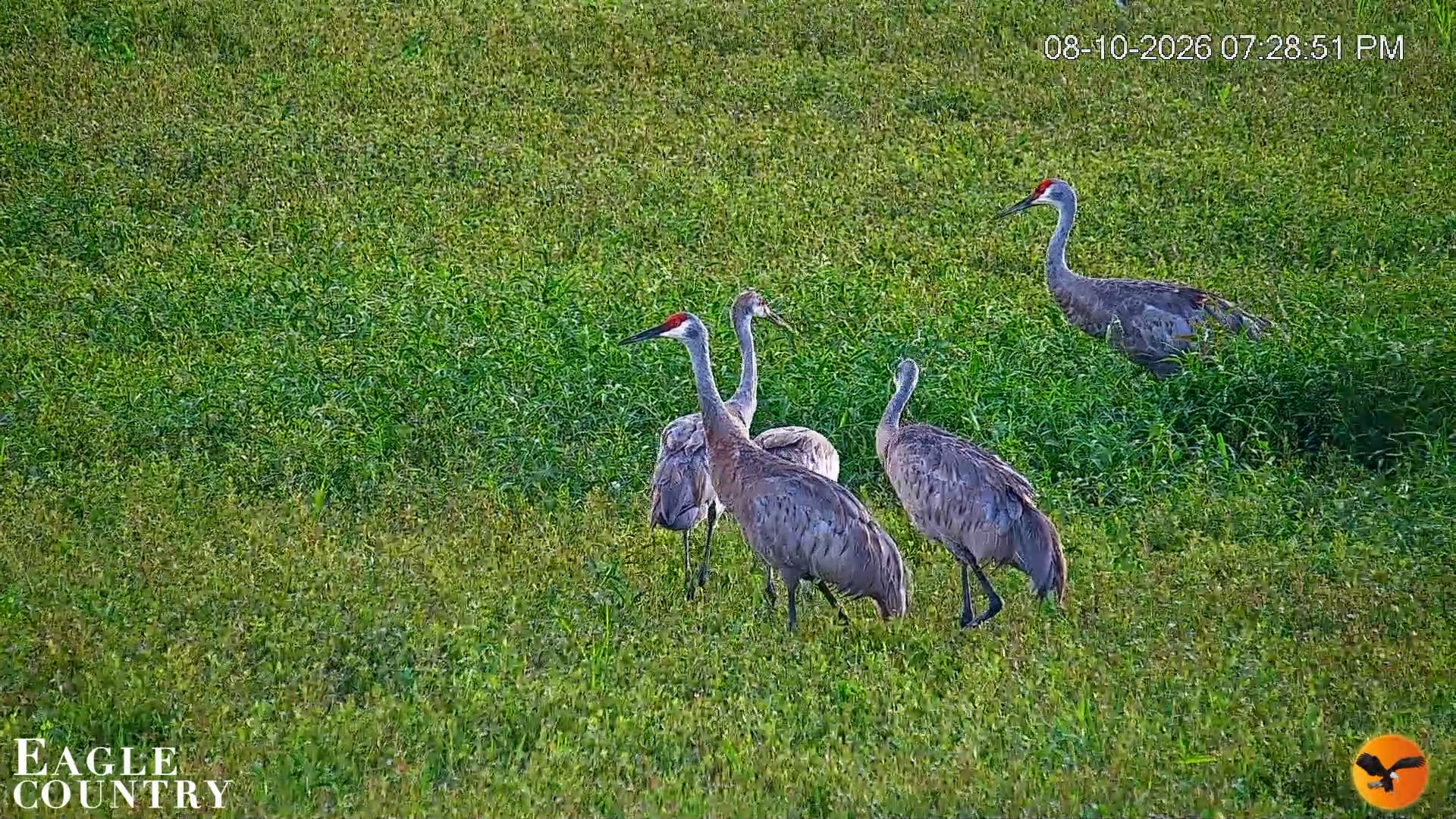 Snapshot of Southwest Florida River Wildlife Live Cams taken Aug 10, 2026, 7:29pm EDT