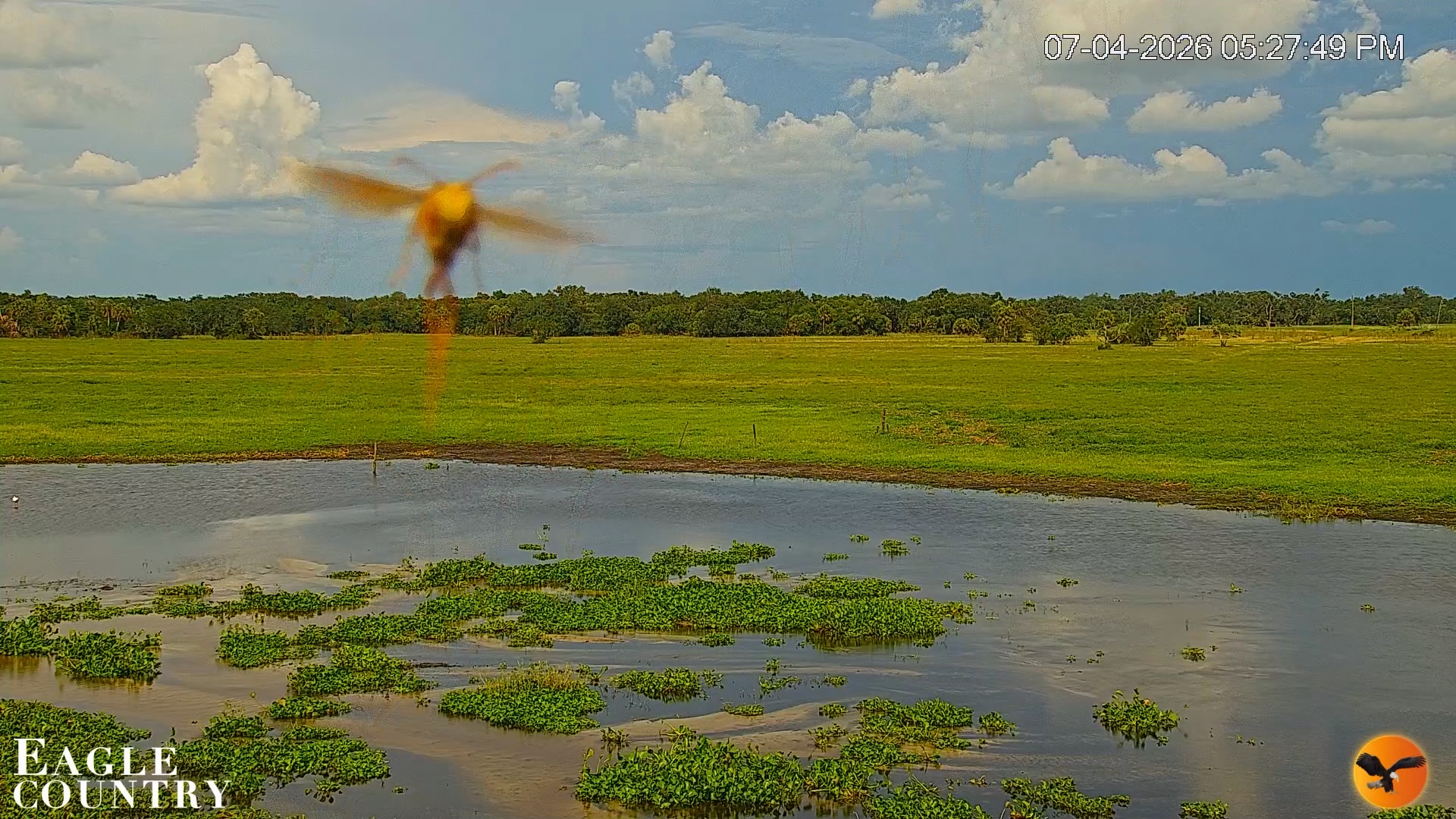 Snapshot of Southwest Florida River Wildlife Live Cams taken Jul 4, 2026, 5:28pm EDT
