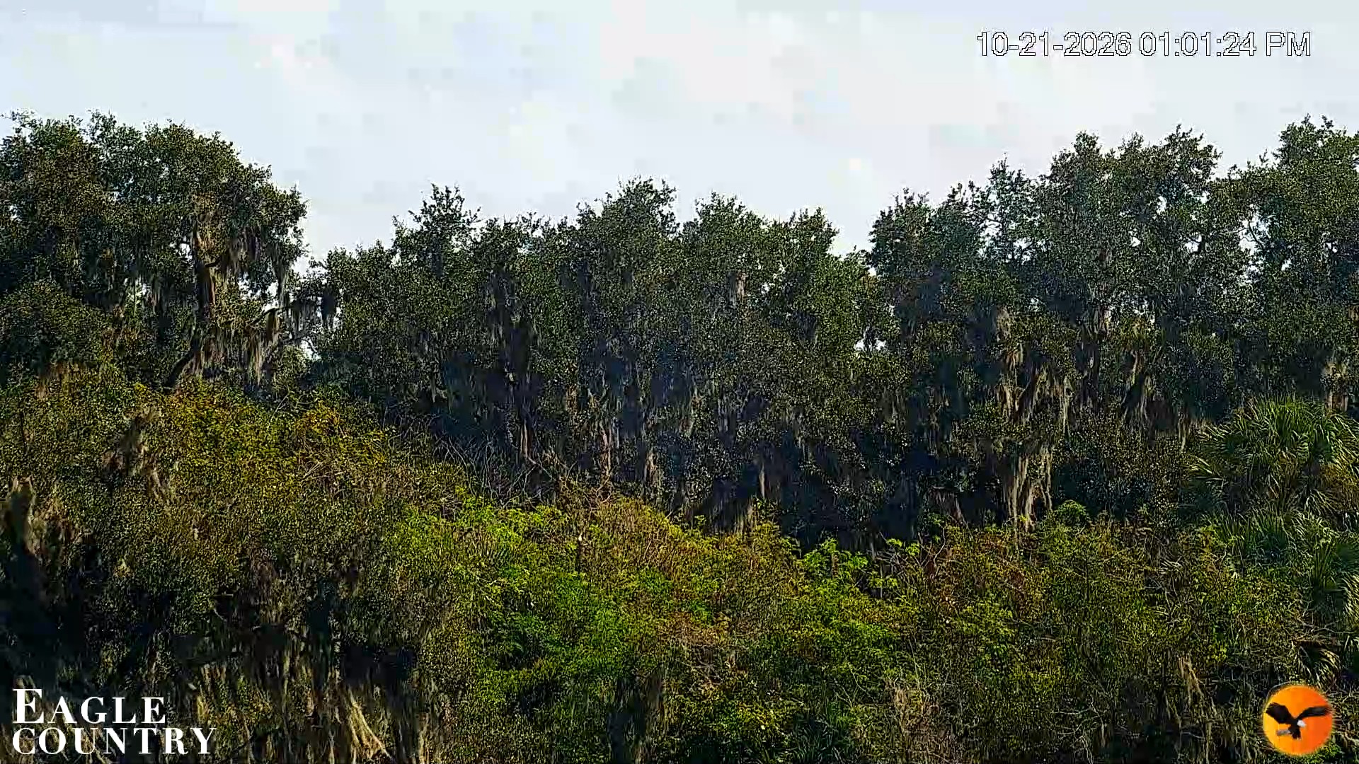 Snapshot of Southwest Florida River Wildlife Live Cams taken Oct 21, 2026, 1:02pm EDT