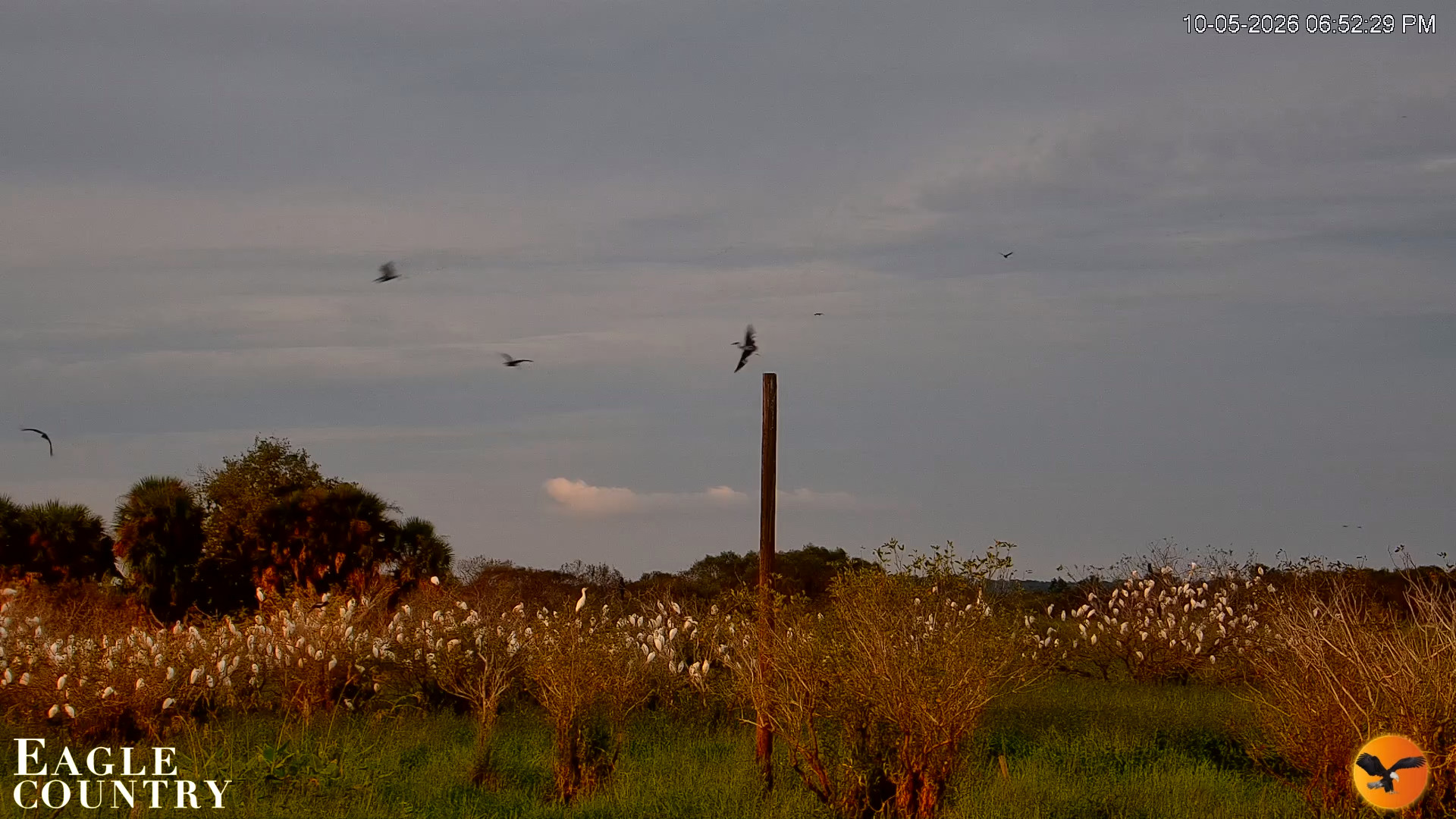 Snapshot of Southwest Florida River Wildlife Live Cams taken Oct 5, 2026, 6:52pm EDT