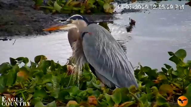 Snapshot of Southwest Florida River Wildlife Live Cams taken Nov 8, 2025, 2:16pm EST