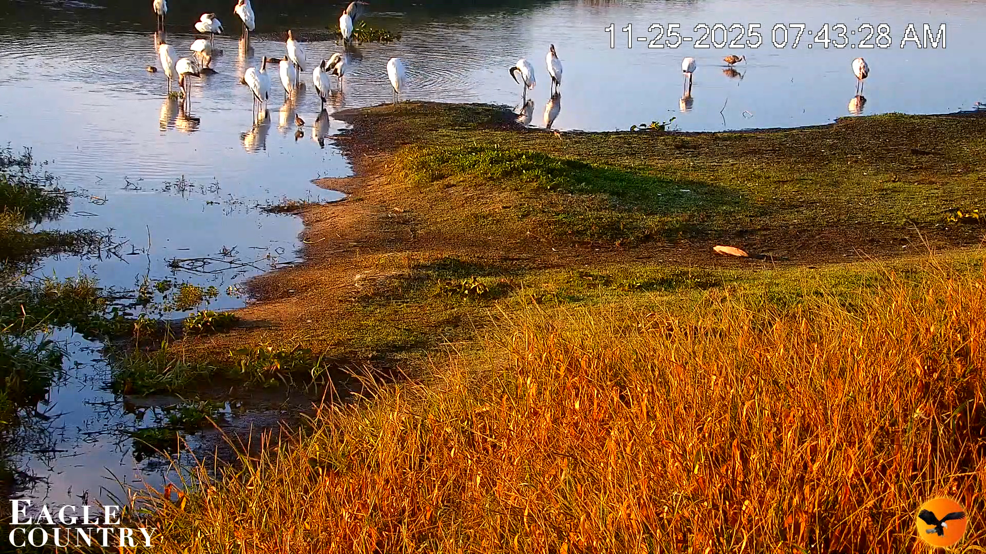 Snapshot of Southwest Florida River Wildlife Live Cams taken Nov 25, 2025, 7:45am EST
