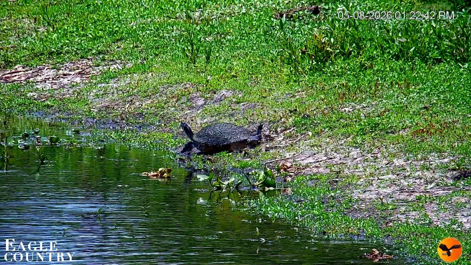 Snapshot of Southwest Florida River Wildlife Live Cams taken May 8, 2026, 1:23pm EDT