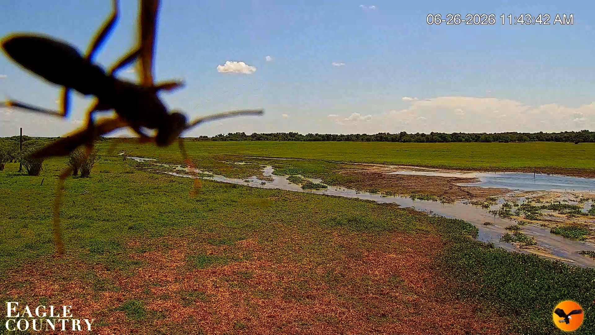 Snapshot of Southwest Florida River Wildlife Live Cams taken Jun 26, 2026, 11:44am EDT