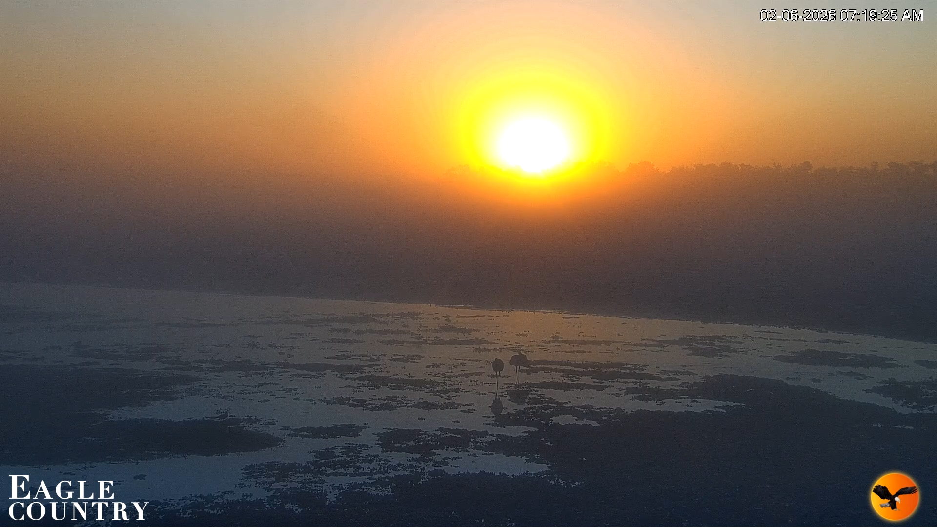 Snapshot of Southwest Florida River Wildlife Live Cams taken Feb 6, 2026, 7:22am EST