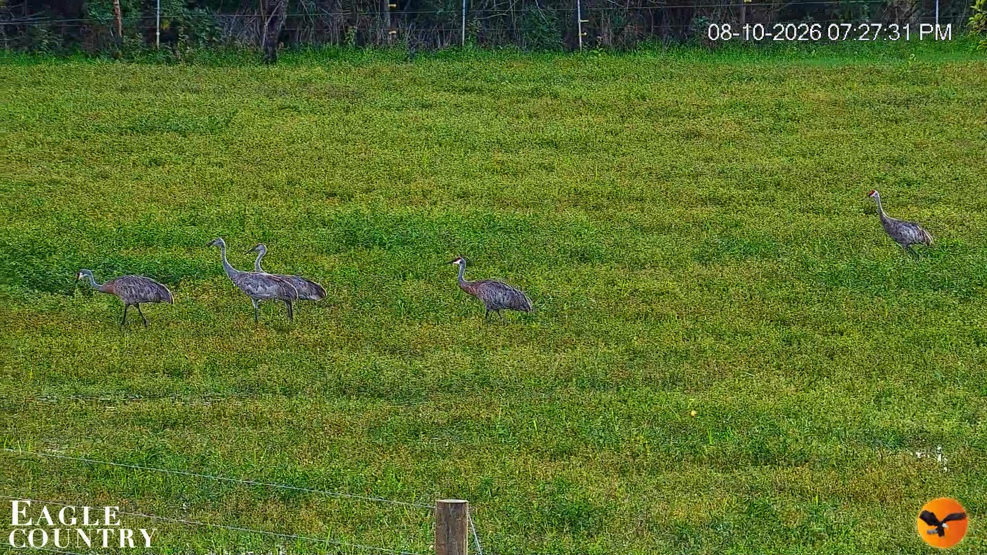 Snapshot of Southwest Florida River Wildlife Live Cams taken Aug 10, 2026, 7:28pm EDT