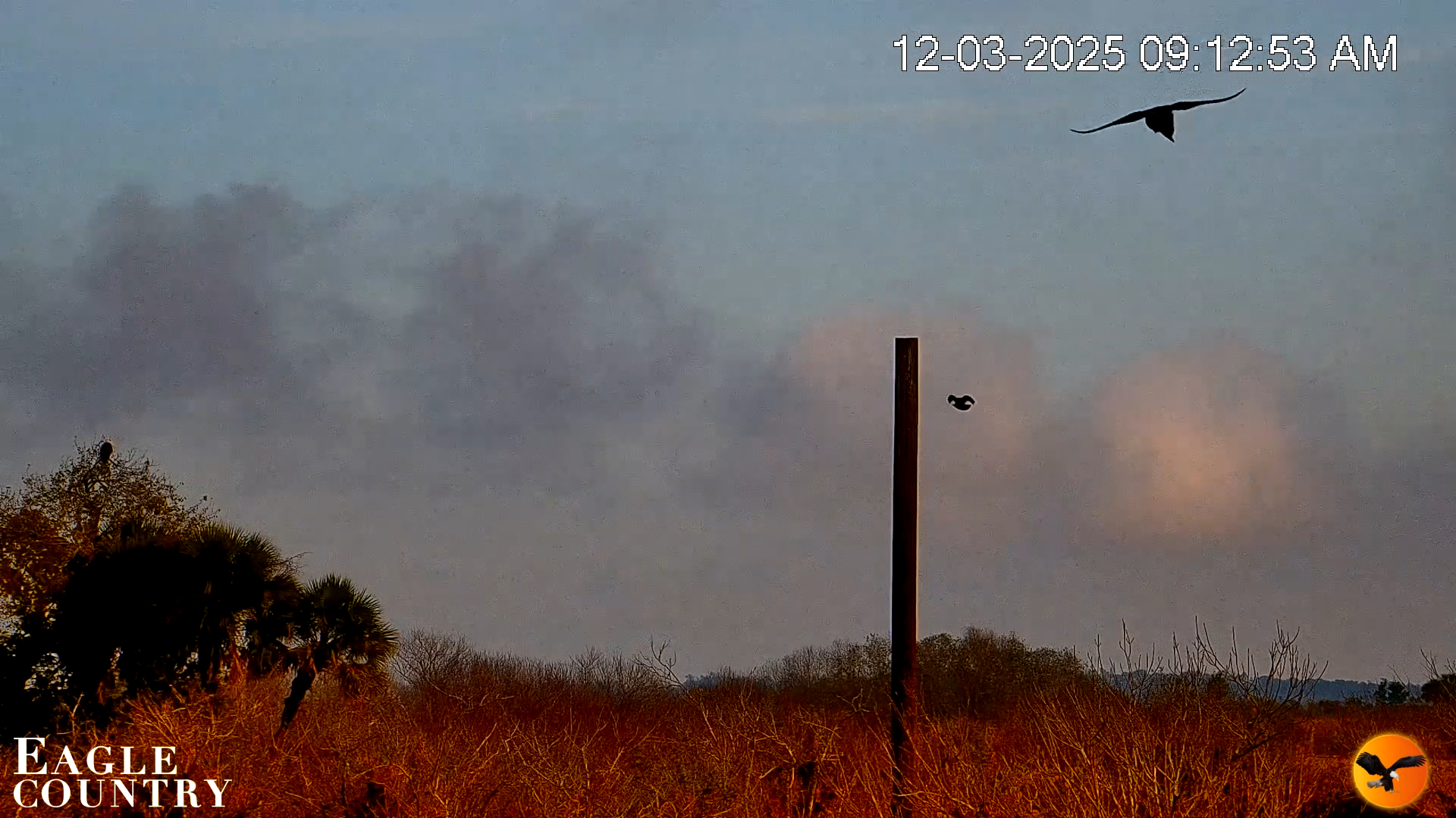 Snapshot of Southwest Florida River Wildlife Live Cams taken Dec 3, 2025, 9:14am EST