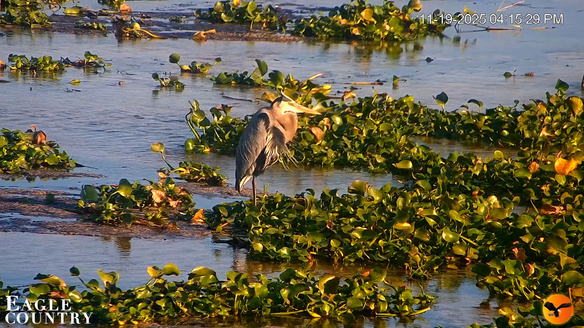 Snapshot of Southwest Florida River Wildlife Live Cams taken Nov 19, 2025, 4:19pm EST