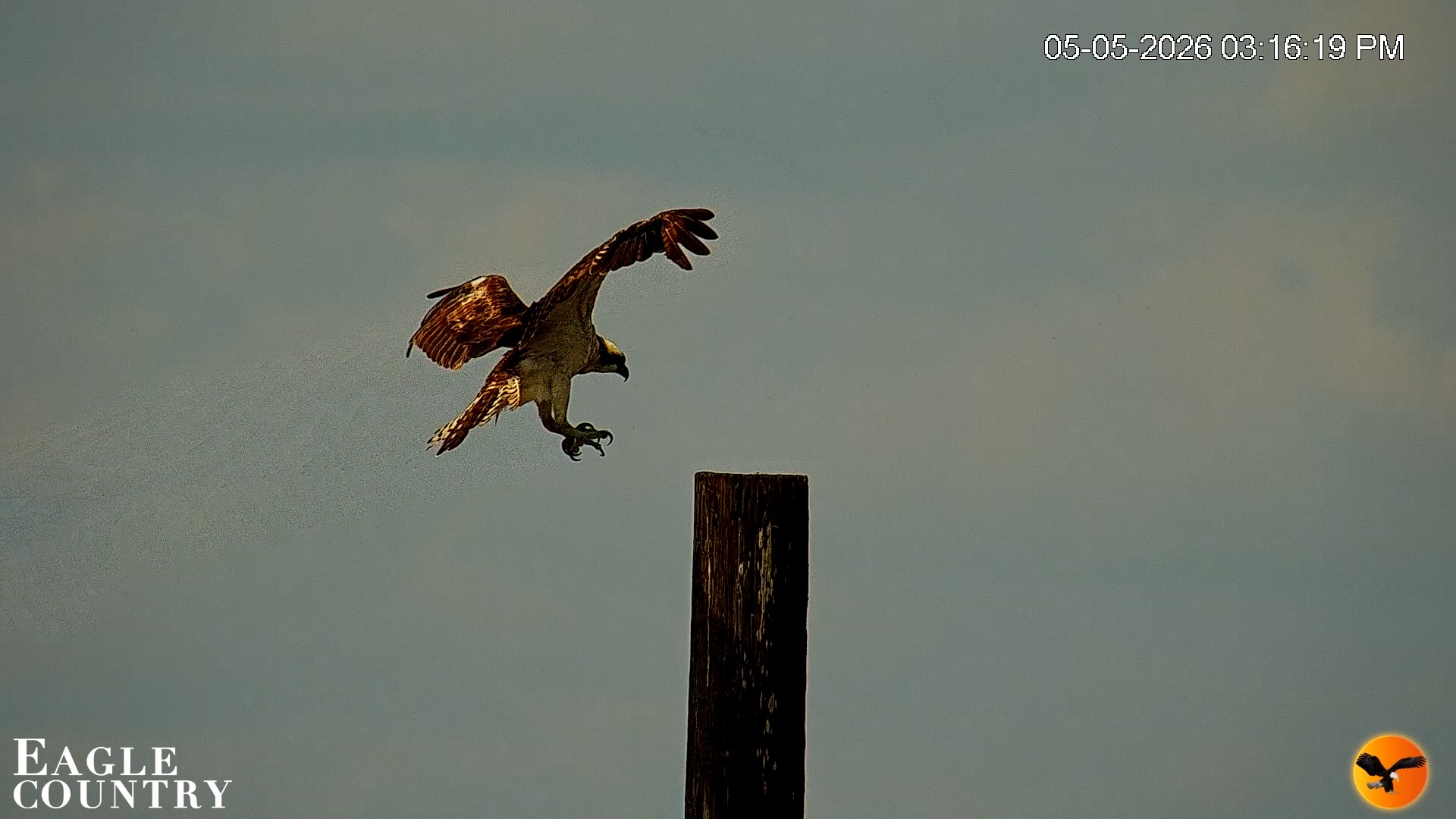 Snapshot of Southwest Florida River Wildlife Live Cams taken May 5, 2026, 5:40pm EDT