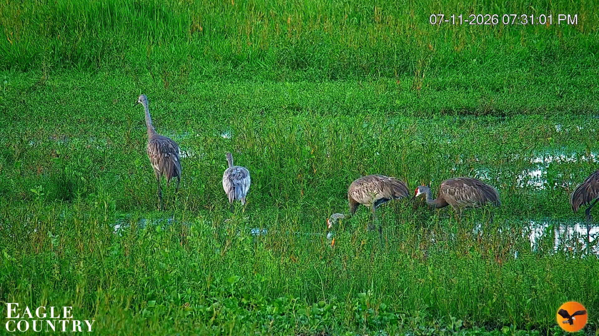 Snapshot of Southwest Florida River Wildlife Live Cams taken Jul 11, 2026, 7:31pm EDT
