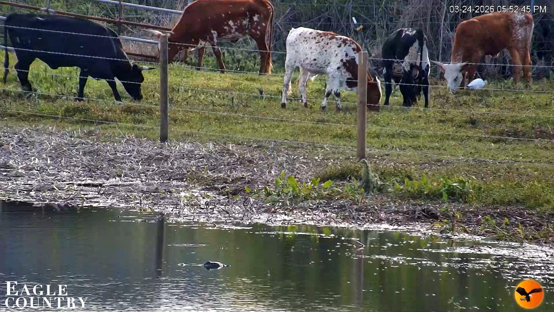 Snapshot of Southwest Florida River Wildlife Live Cams taken Mar 24, 2026, 7:12pm EDT
