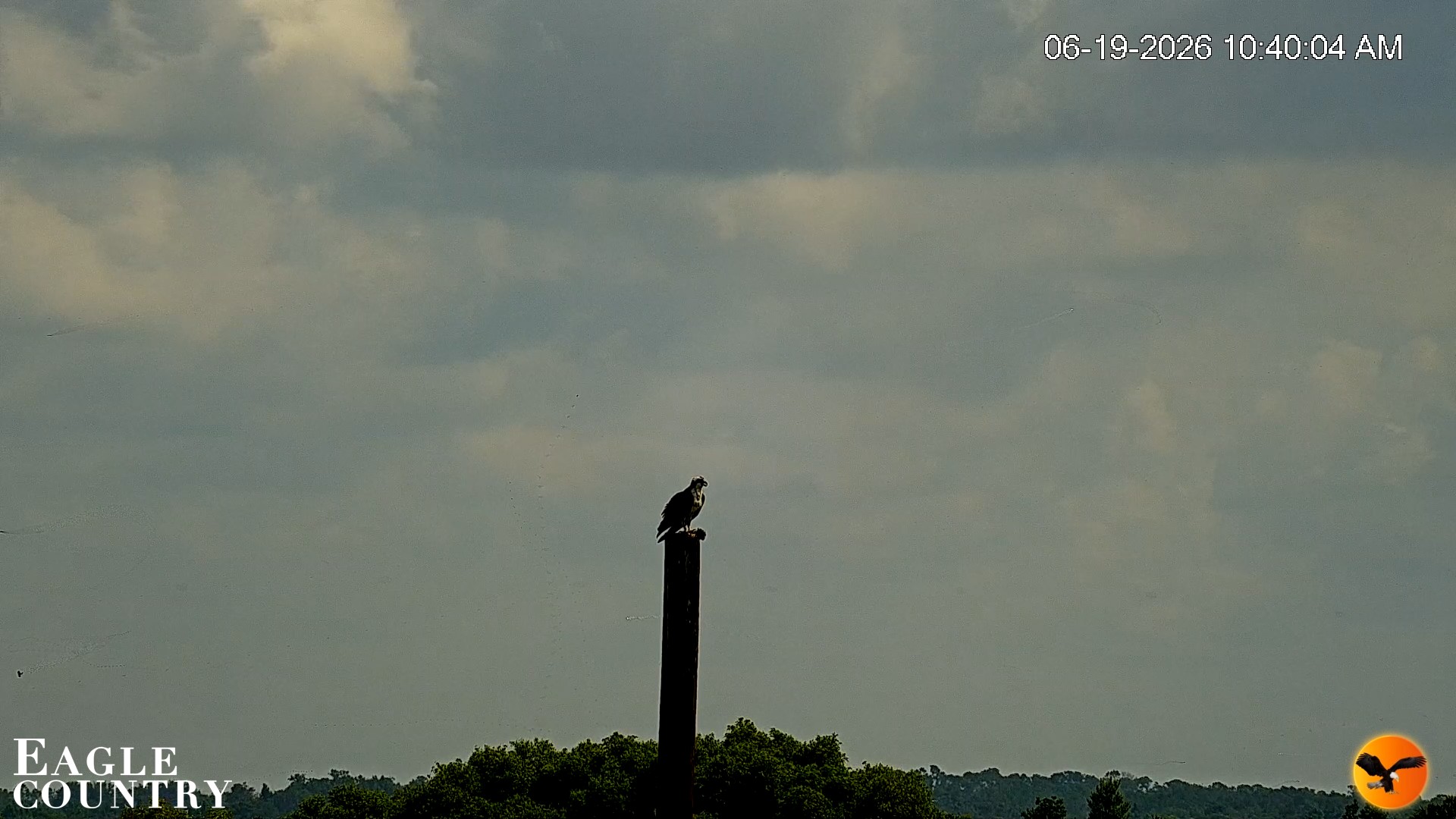 Snapshot of Southwest Florida River Wildlife Live Cams taken Jun 19, 2026, 10:41am EDT