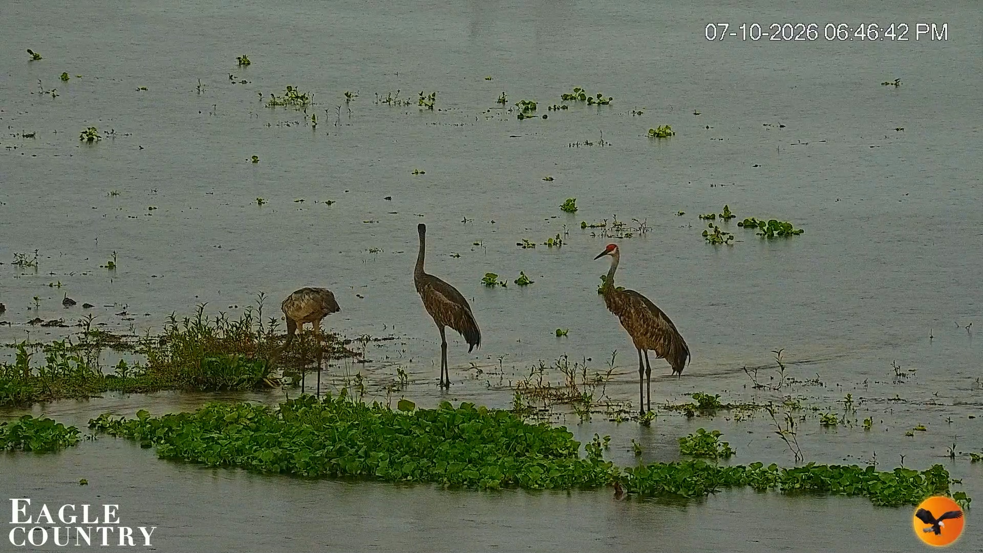 Snapshot of Southwest Florida River Wildlife Live Cams taken Jul 10, 2026, 6:48pm EDT