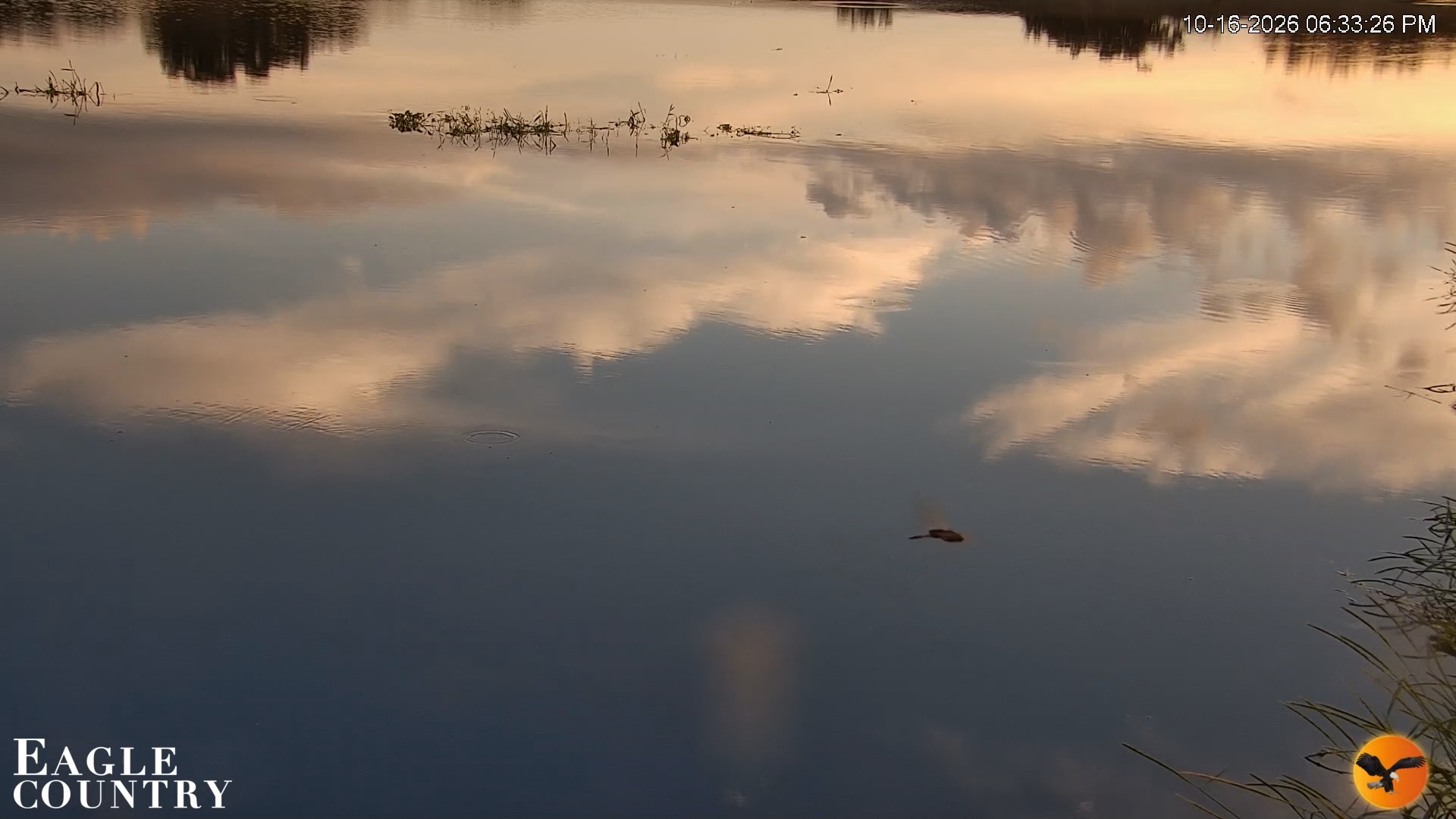 Snapshot of Southwest Florida River Wildlife Live Cams taken Oct 16, 2026, 6:34pm EDT