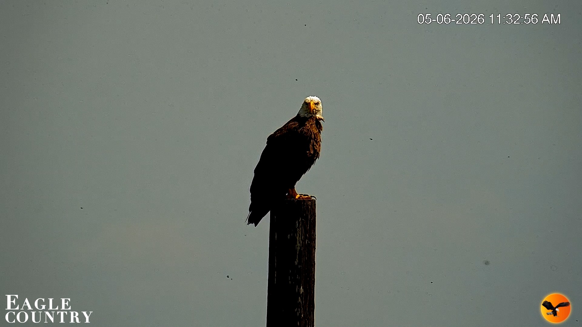 Snapshot of Southwest Florida River Wildlife Live Cams taken May 6, 2026, 11:34am EDT