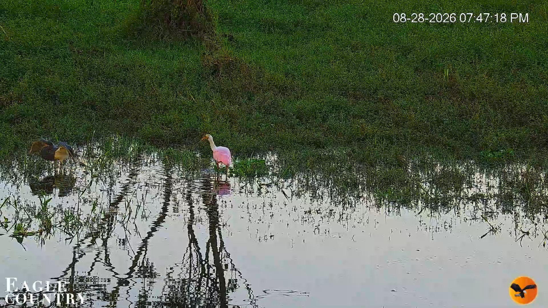 Snapshot of Southwest Florida River Wildlife Live Cams taken Aug 28, 2026, 7:47pm EDT