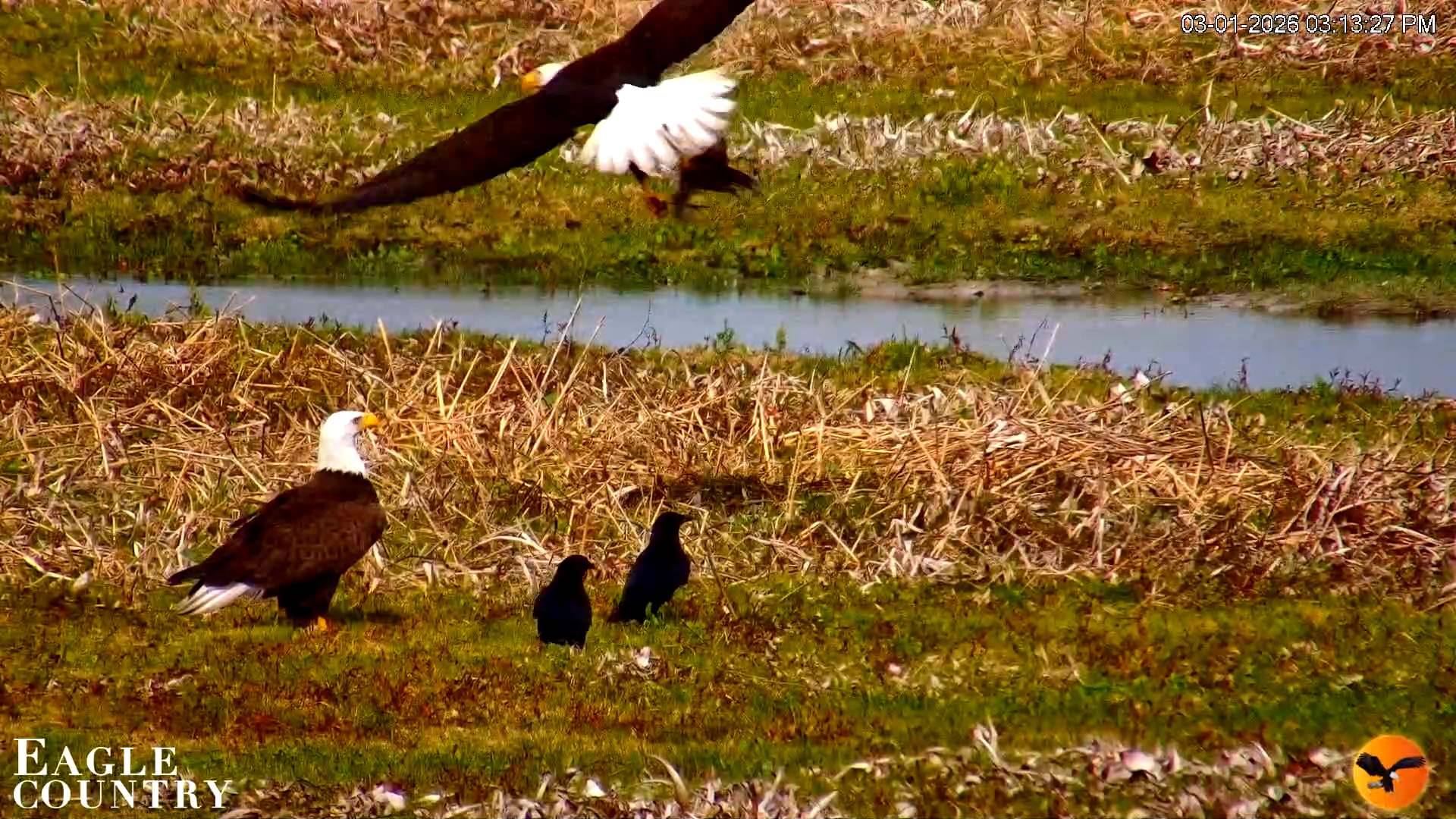 Snapshot of Southwest Florida River Wildlife Live Cams taken Mar 1, 2026, 11:30pm EST
