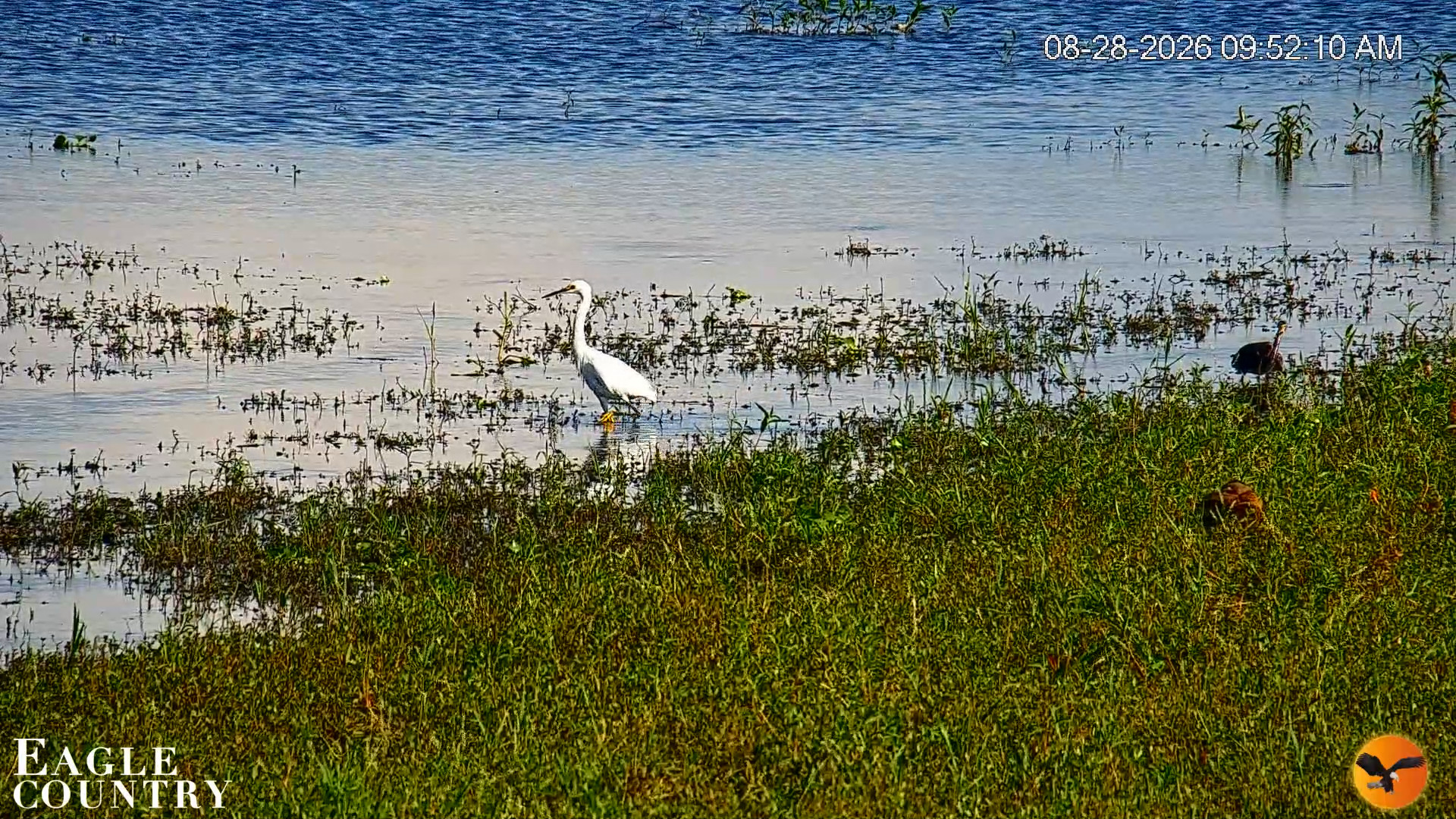 Snapshot of Southwest Florida River Wildlife Live Cams taken Aug 28, 2026, 9:53am EDT