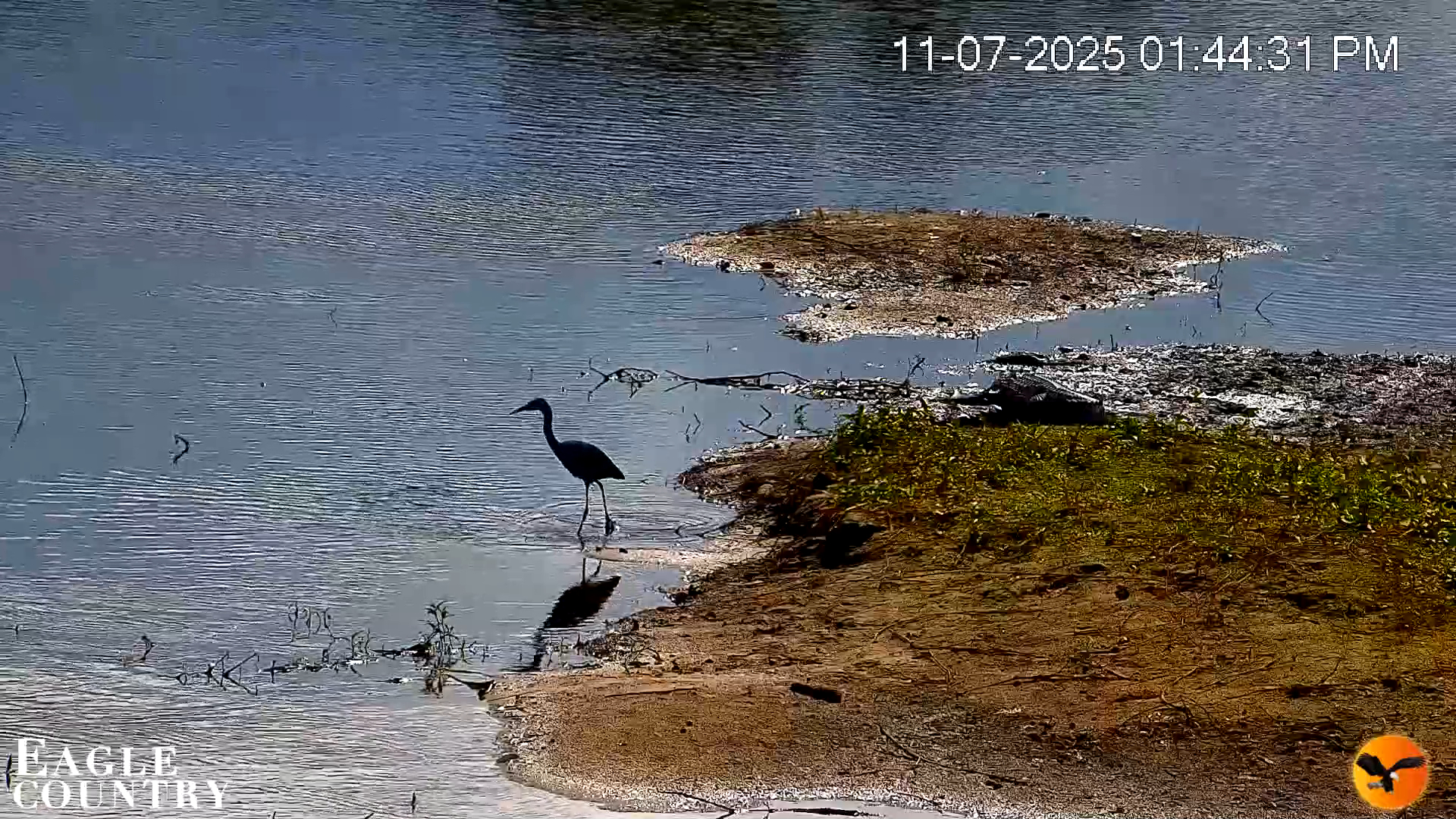 Snapshot of Southwest Florida River Wildlife Live Cams taken Nov 7, 2025, 1:45pm EST