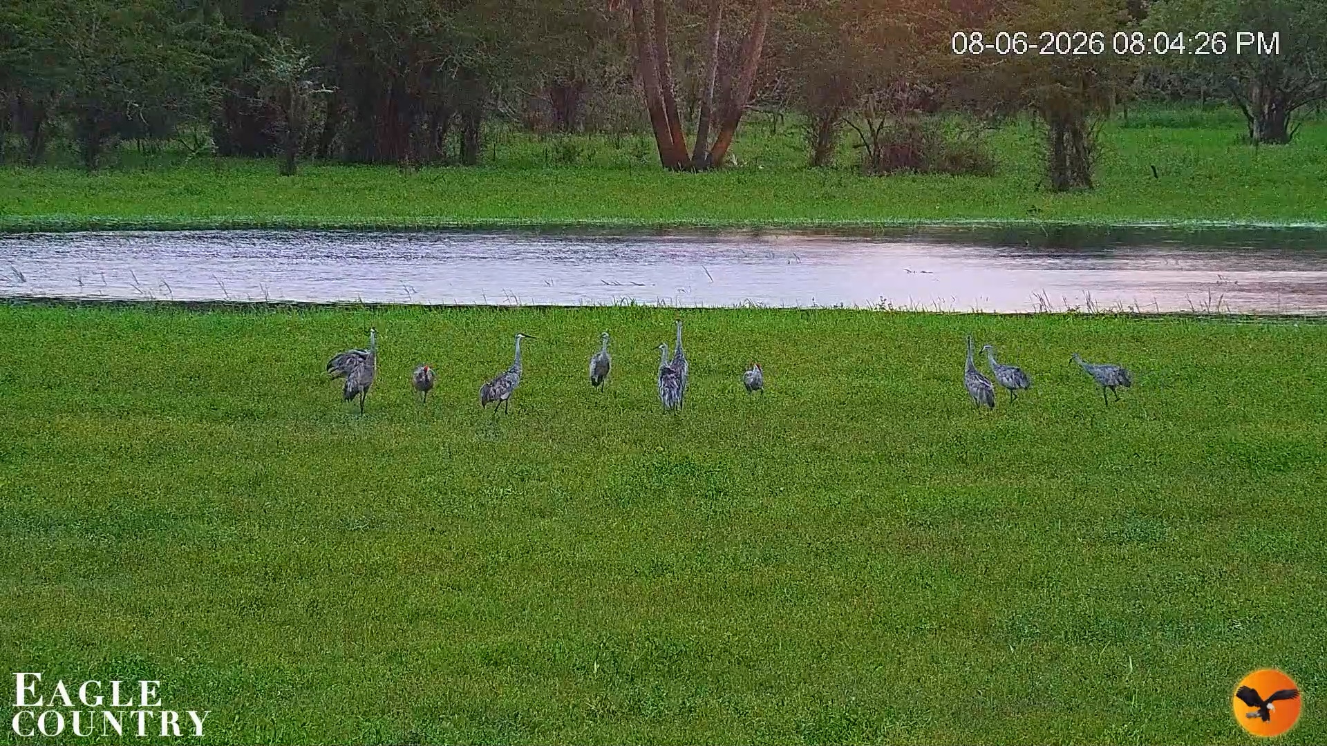 Snapshot of Southwest Florida River Wildlife Live Cams taken Aug 6, 2026, 8:05pm EDT