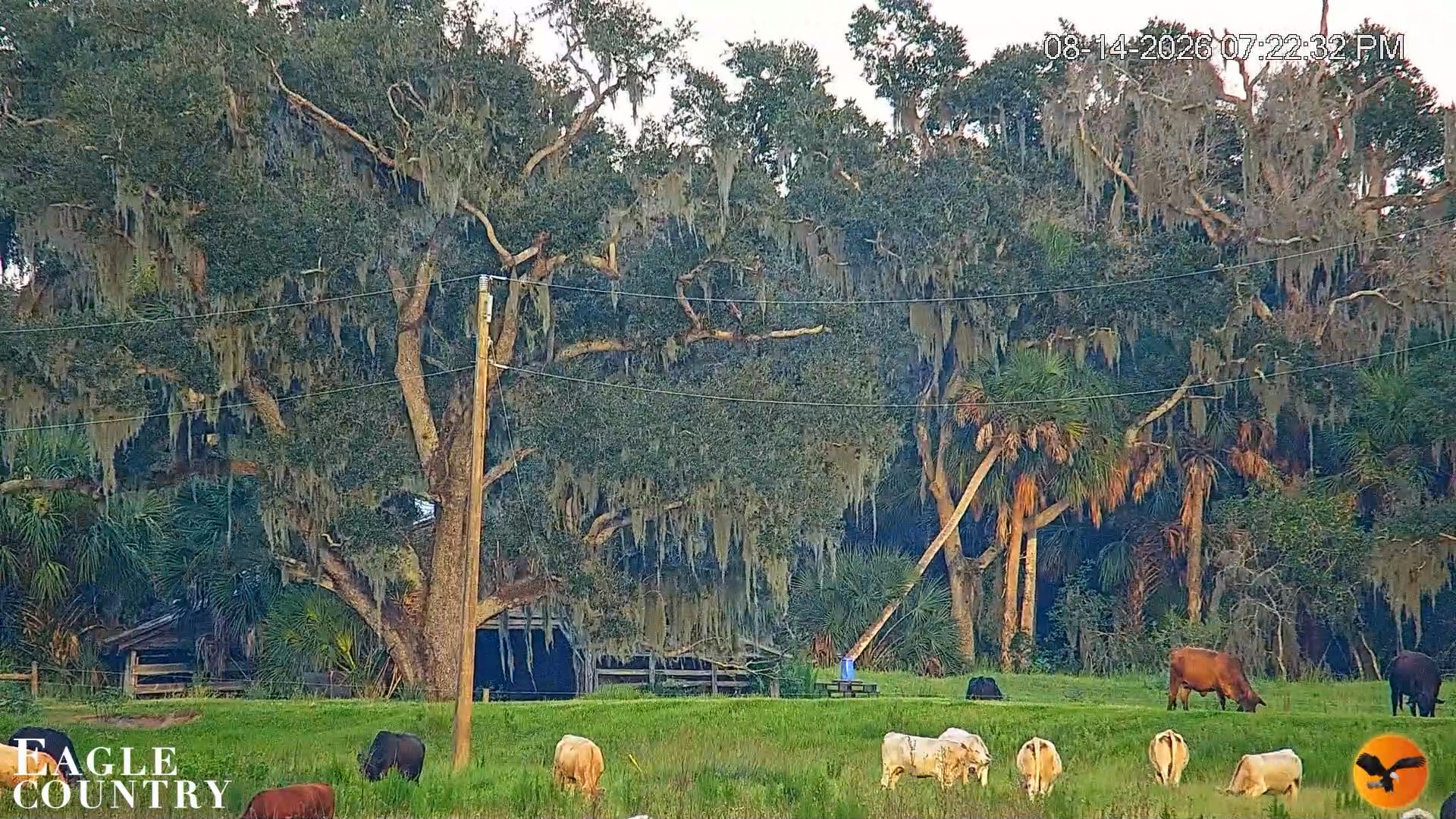 Snapshot of Southwest Florida River Wildlife Live Cams taken Aug 14, 2026, 7:23pm EDT