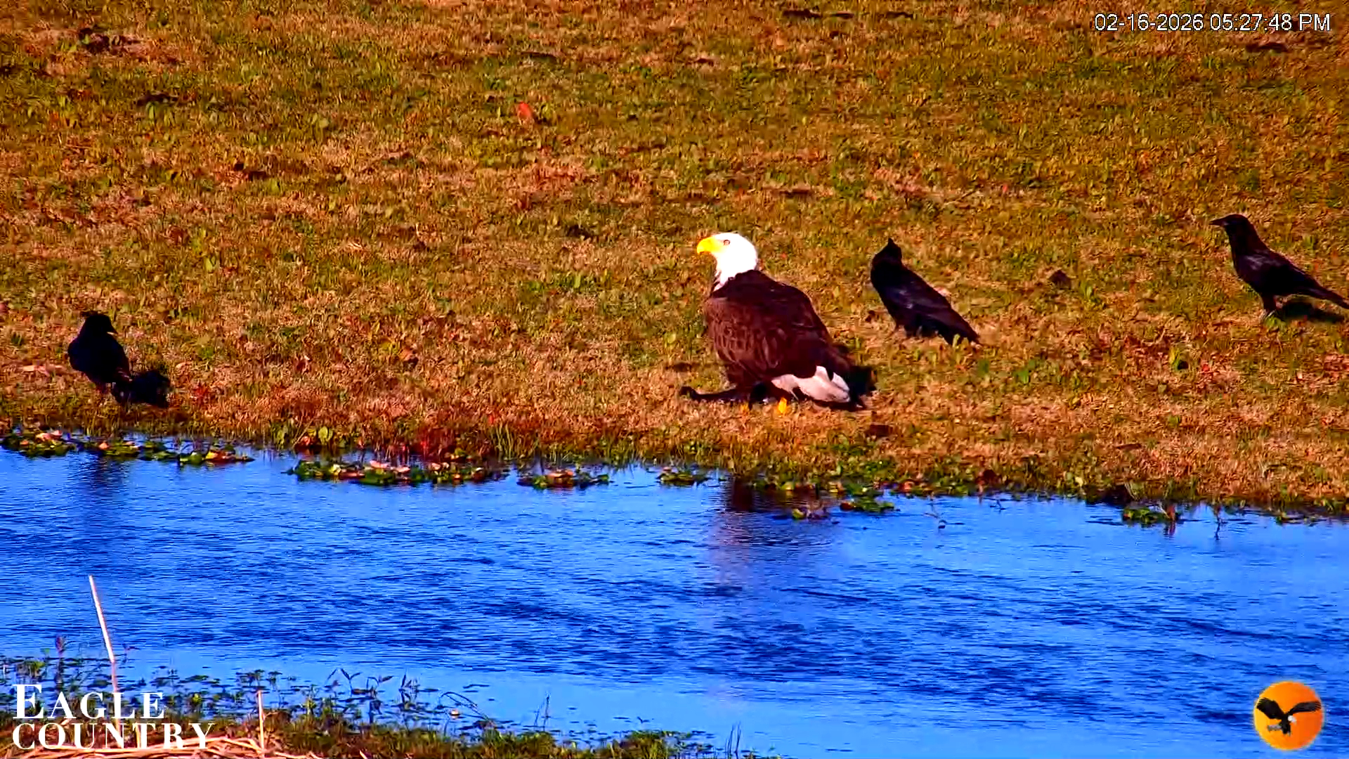 Snapshot of Southwest Florida River Wildlife Live Cams taken Feb 16, 2026, 5:28pm EST