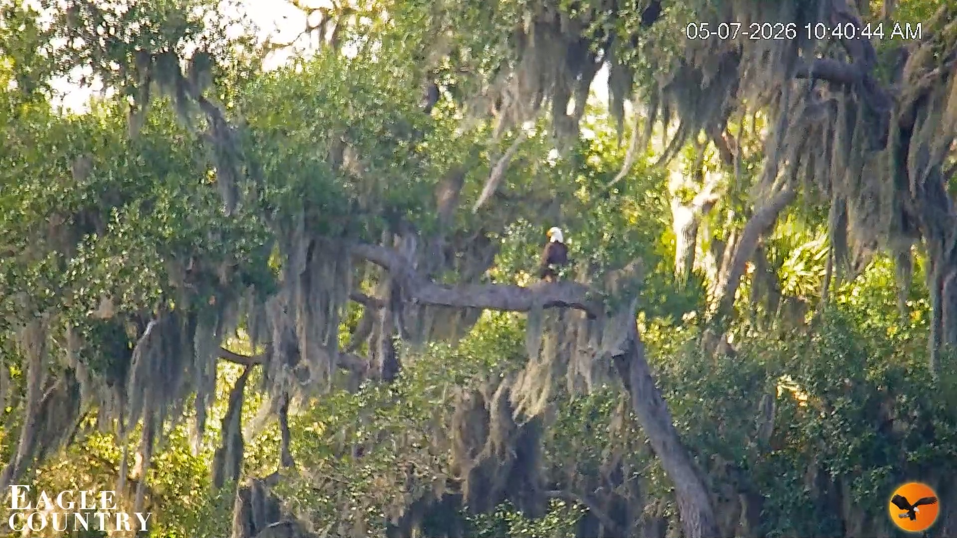 Snapshot of Southwest Florida River Wildlife Live Cams taken May 7, 2026, 10:42am EDT